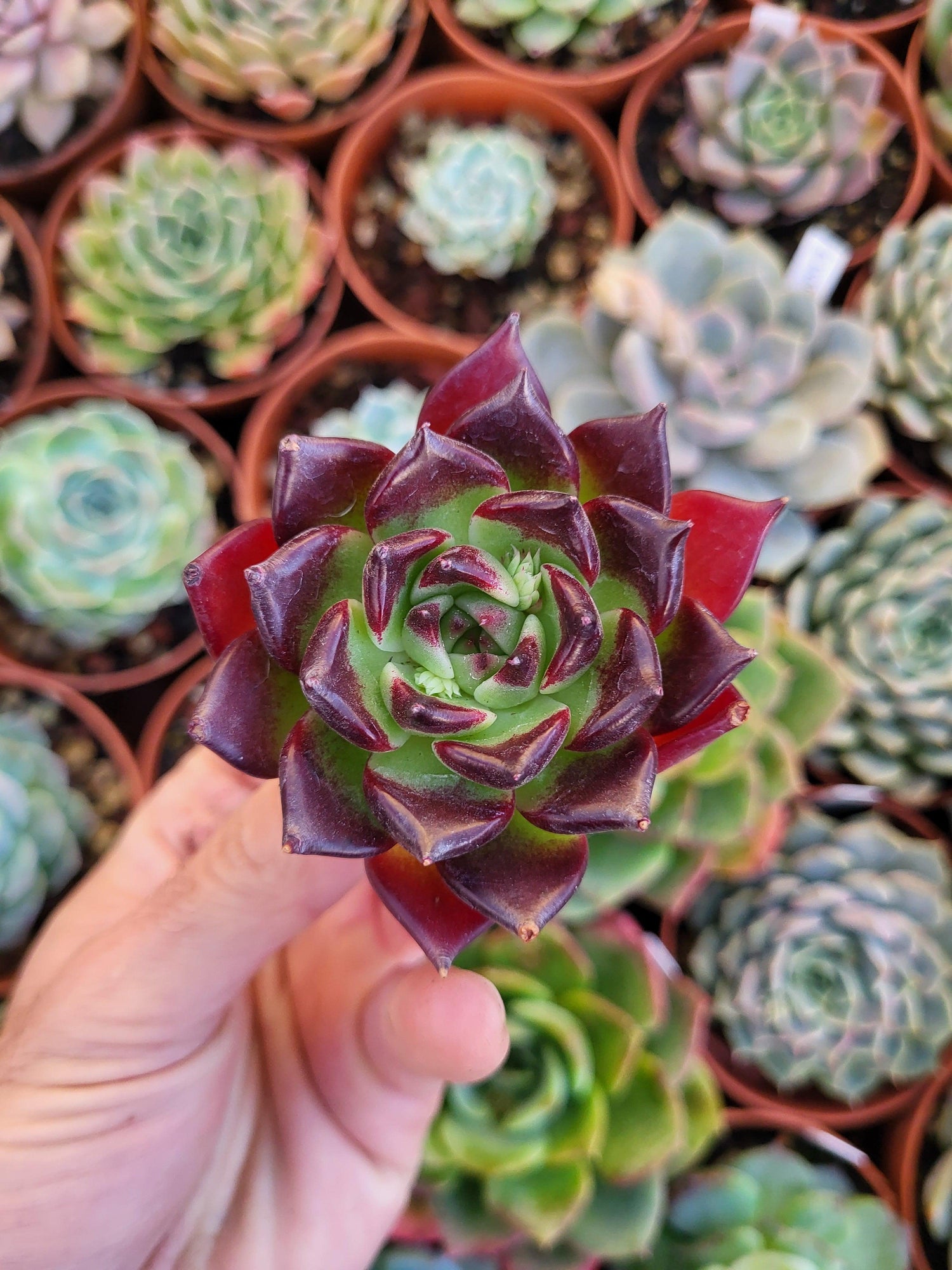 Chinese Succulents