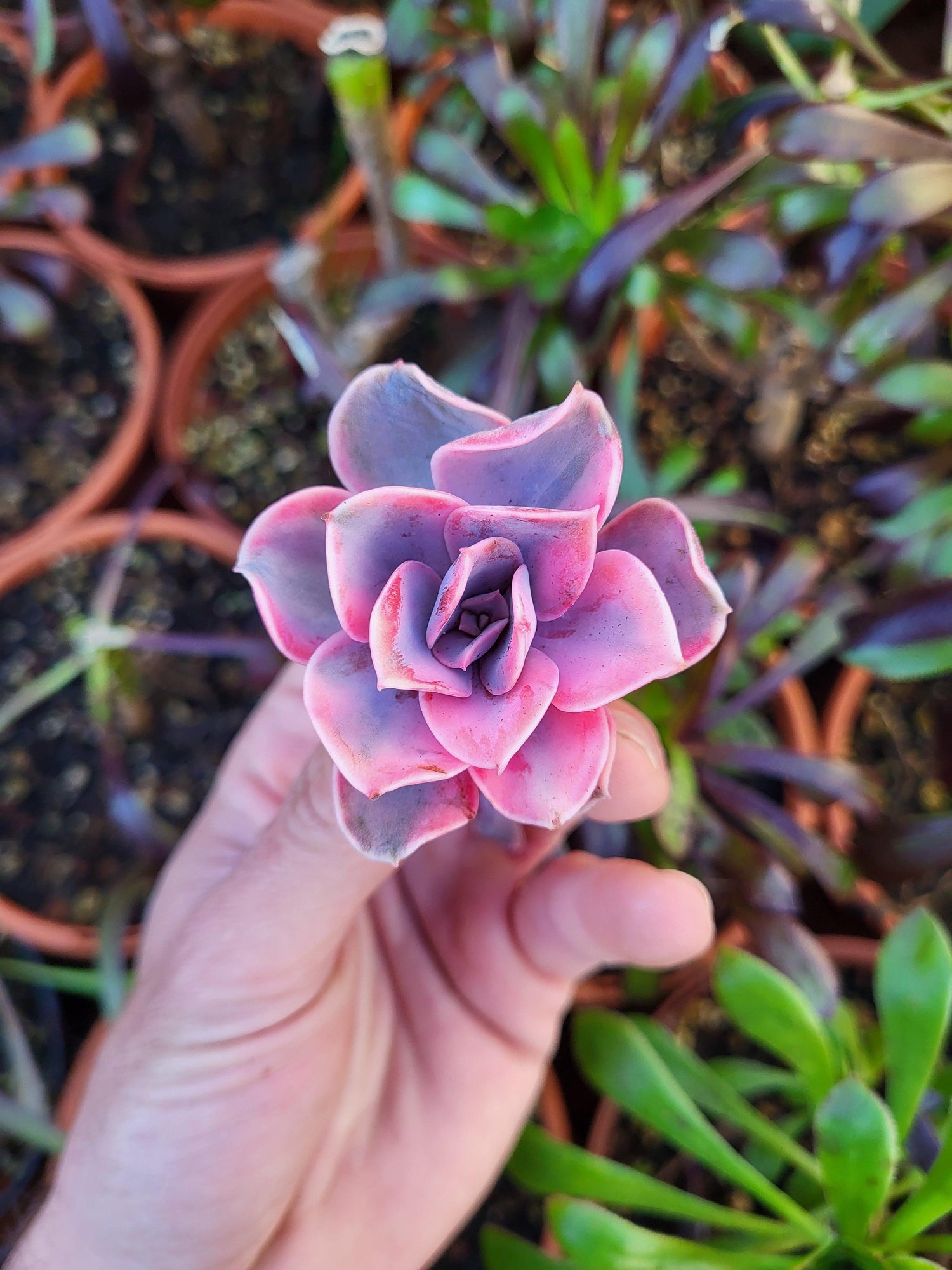 Variegated Succulents
