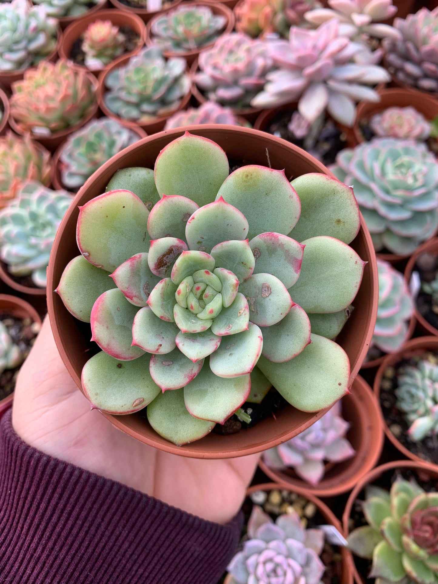 Echeveria "Salmon"