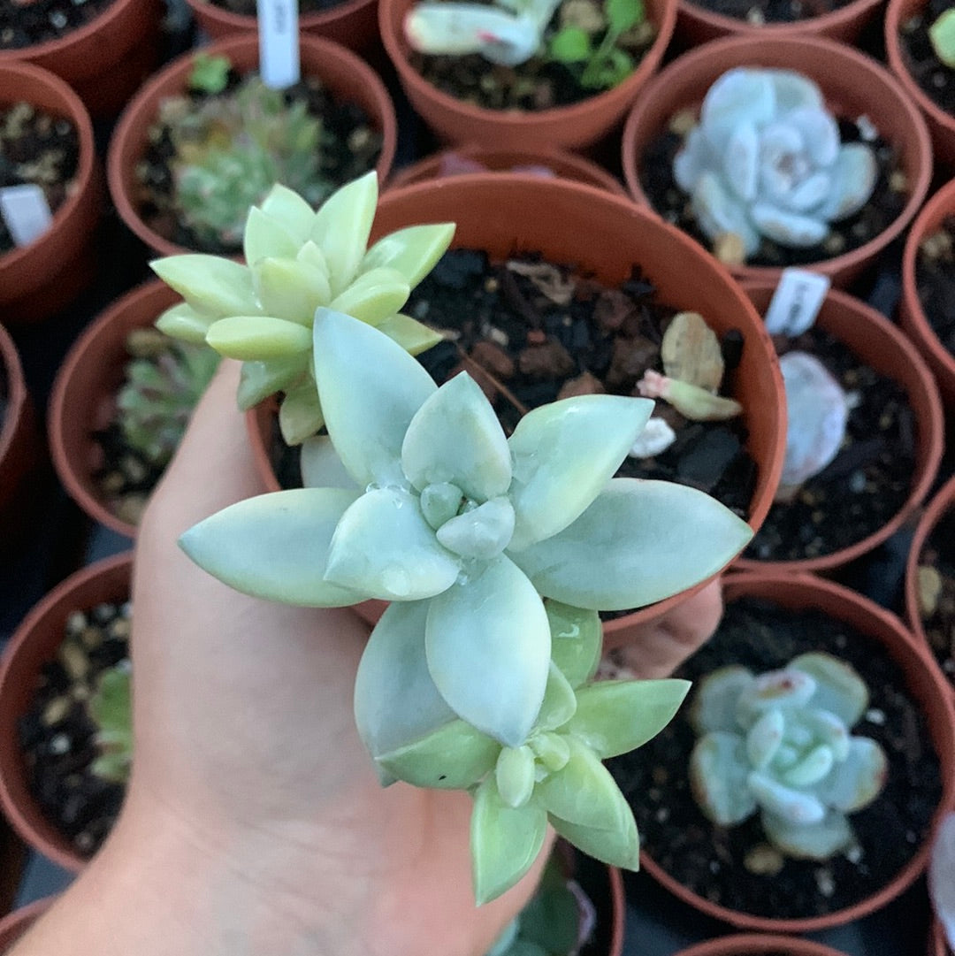 Graptopetalum '' Awayuki '' korea
