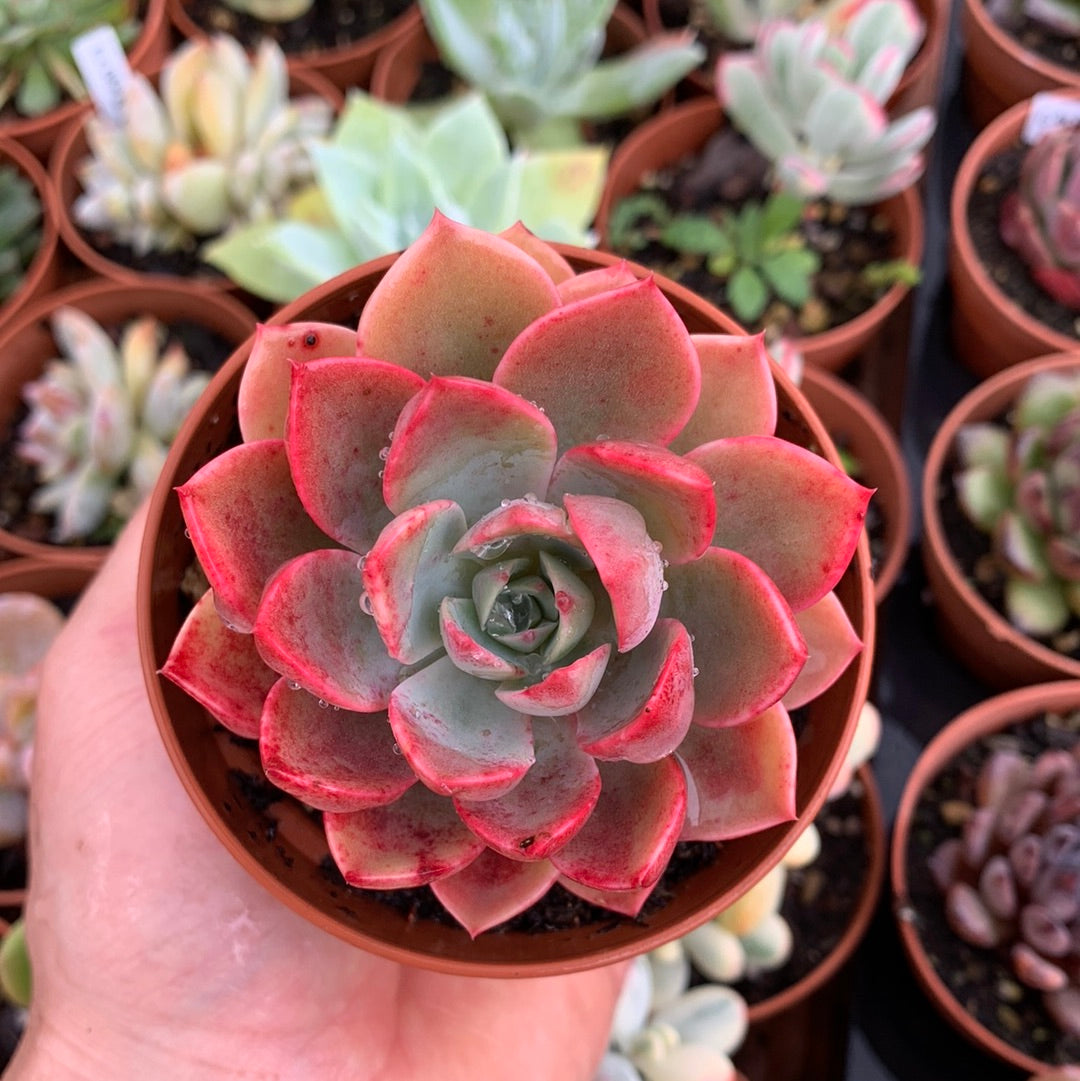 Echeveria "Rosa Negra"