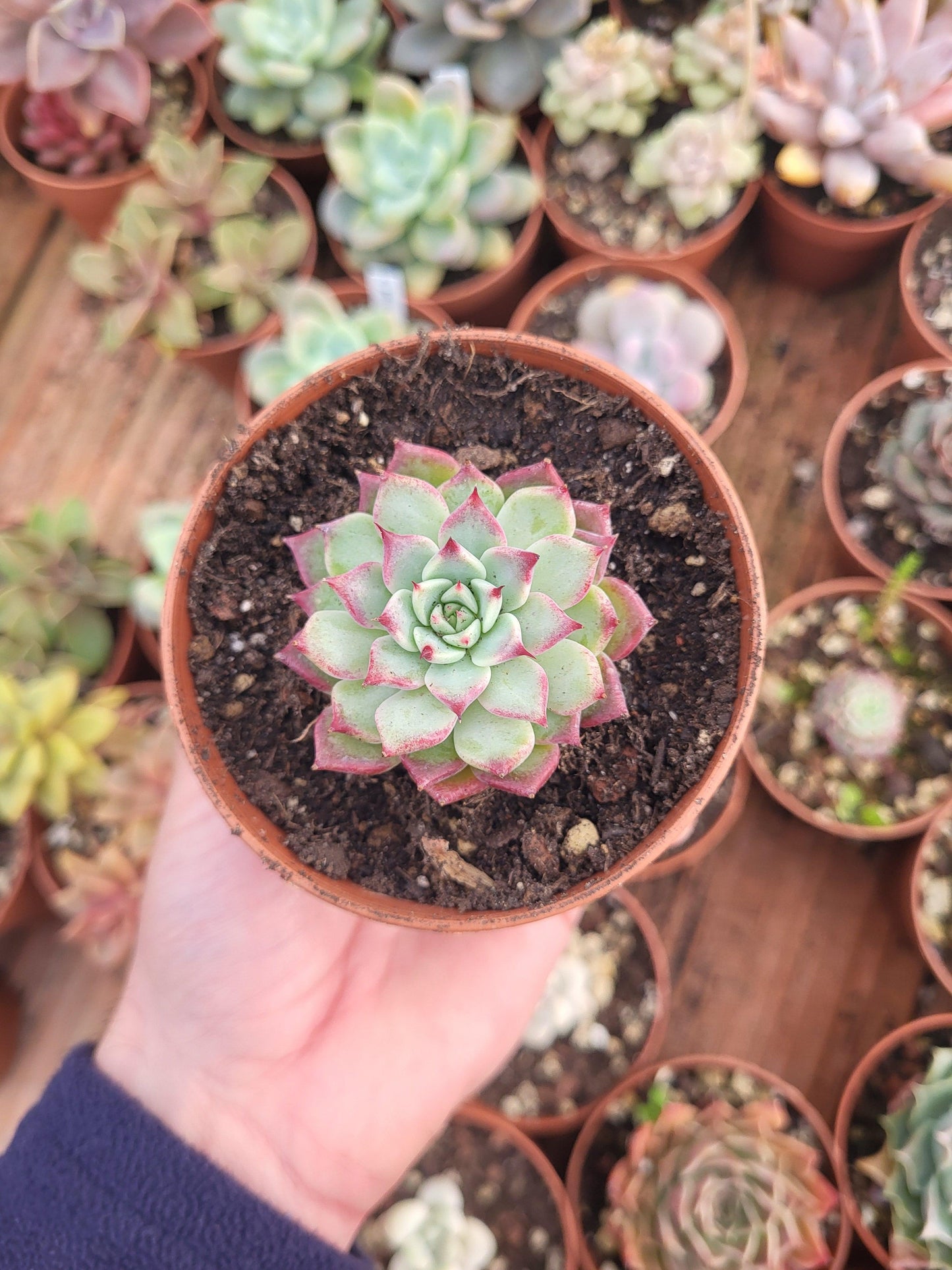 Echeveria "Call Me" (E. colorata x E. sarahime selected) Korean by ChangHee - Succulovers