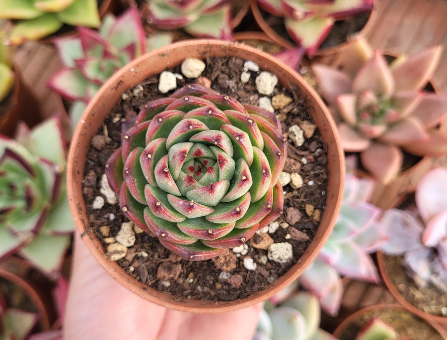 Echeveria "Paulina" - Succulovers