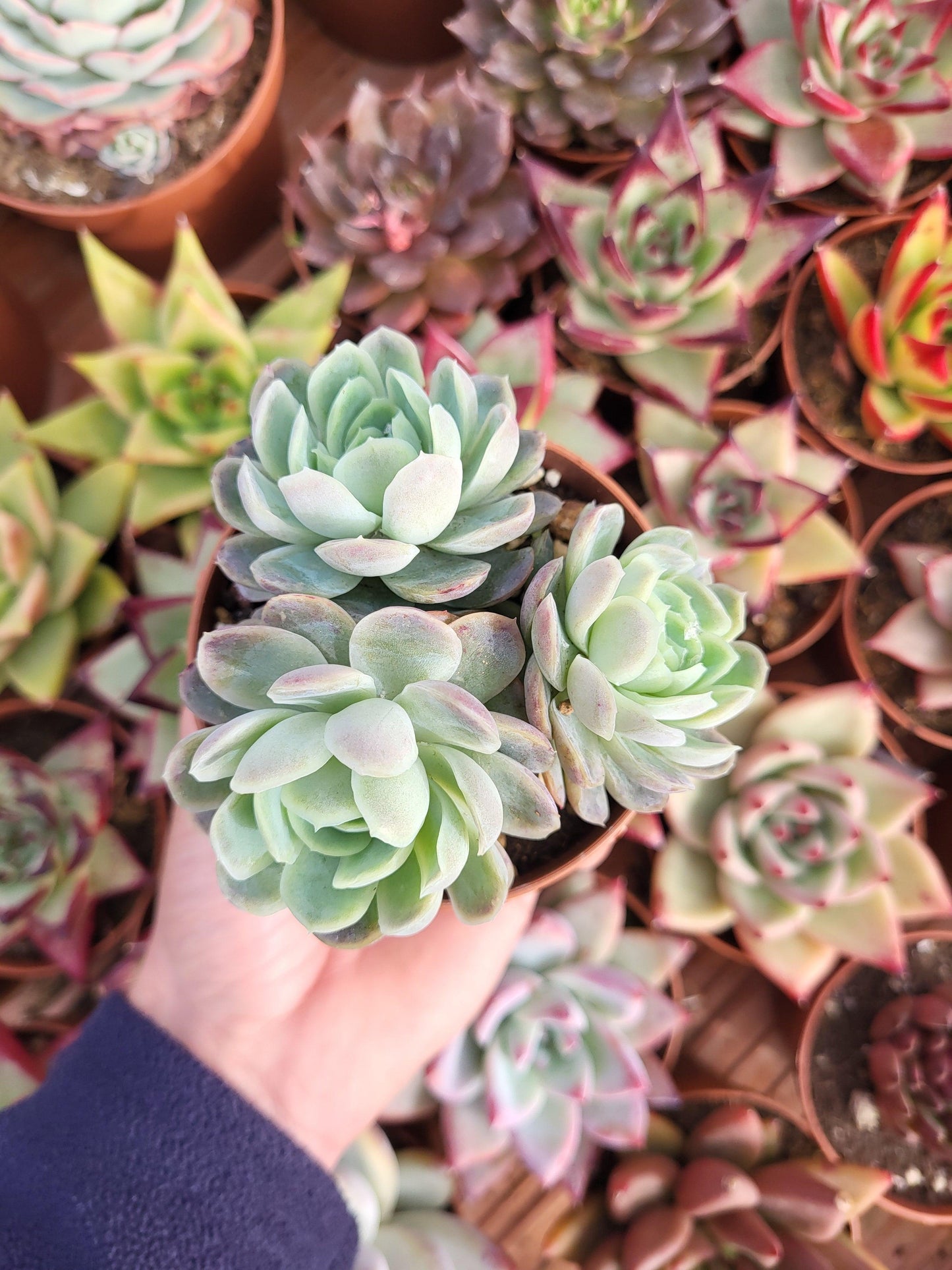 Echeveria elegans cluster - Succulovers