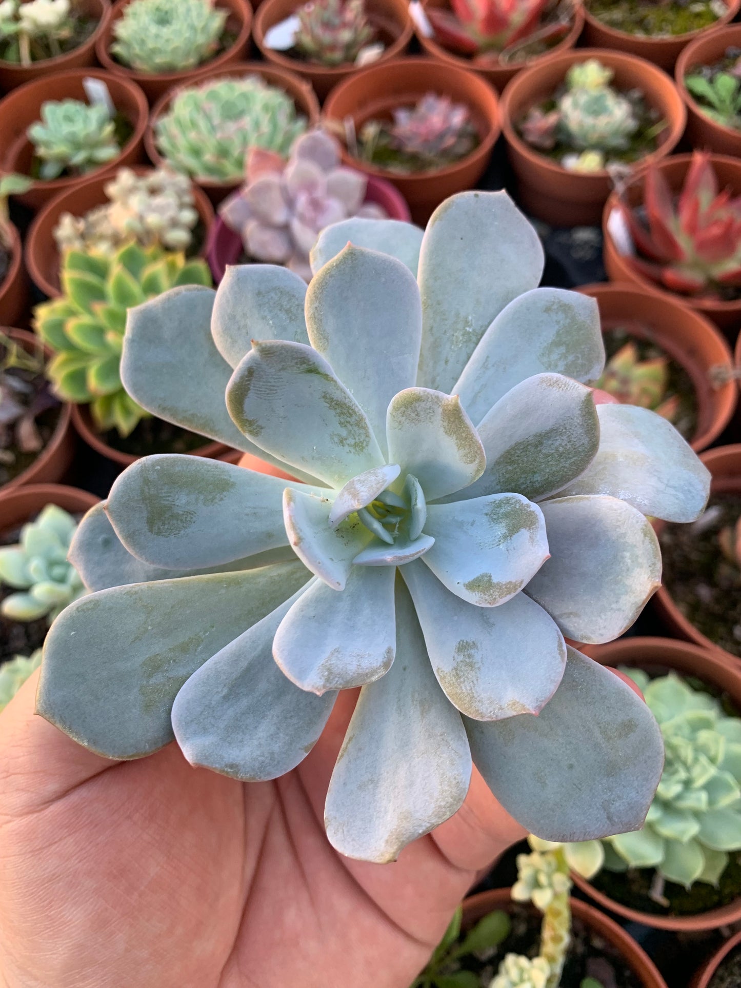 Echeveria "Caly argentea" (E. laui x E.Runyonii) Cutting