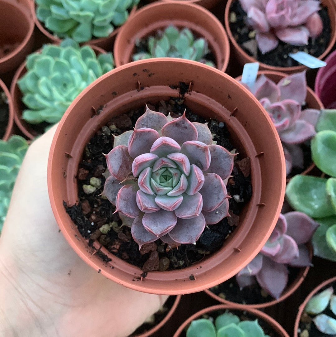 Echeveria "Roman" Korean