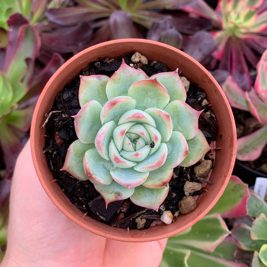 Echeveria „Silhouette“ Koreanisch von Chang Won Farm
