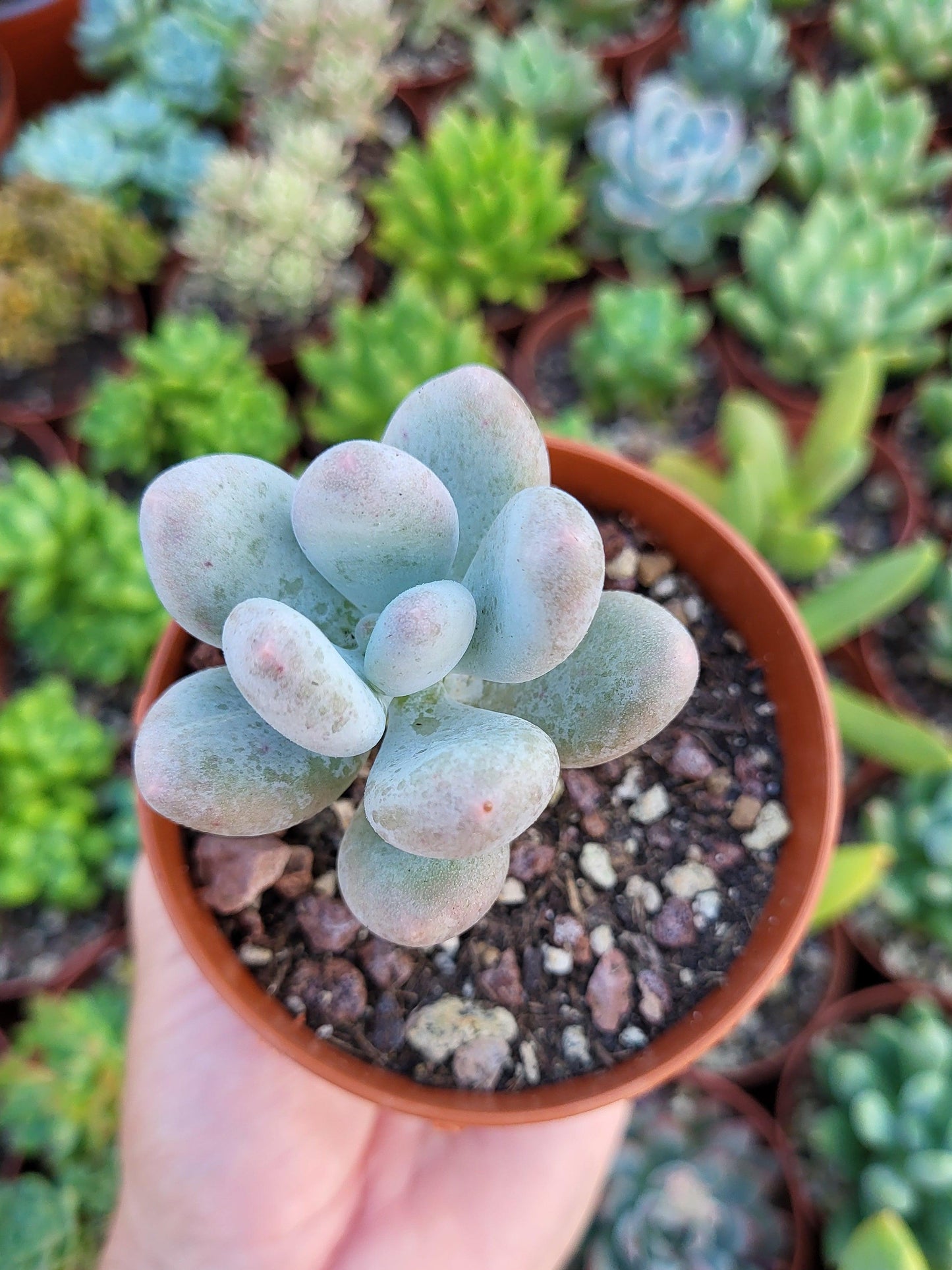 Pachyphytum oviferum - Succulovers