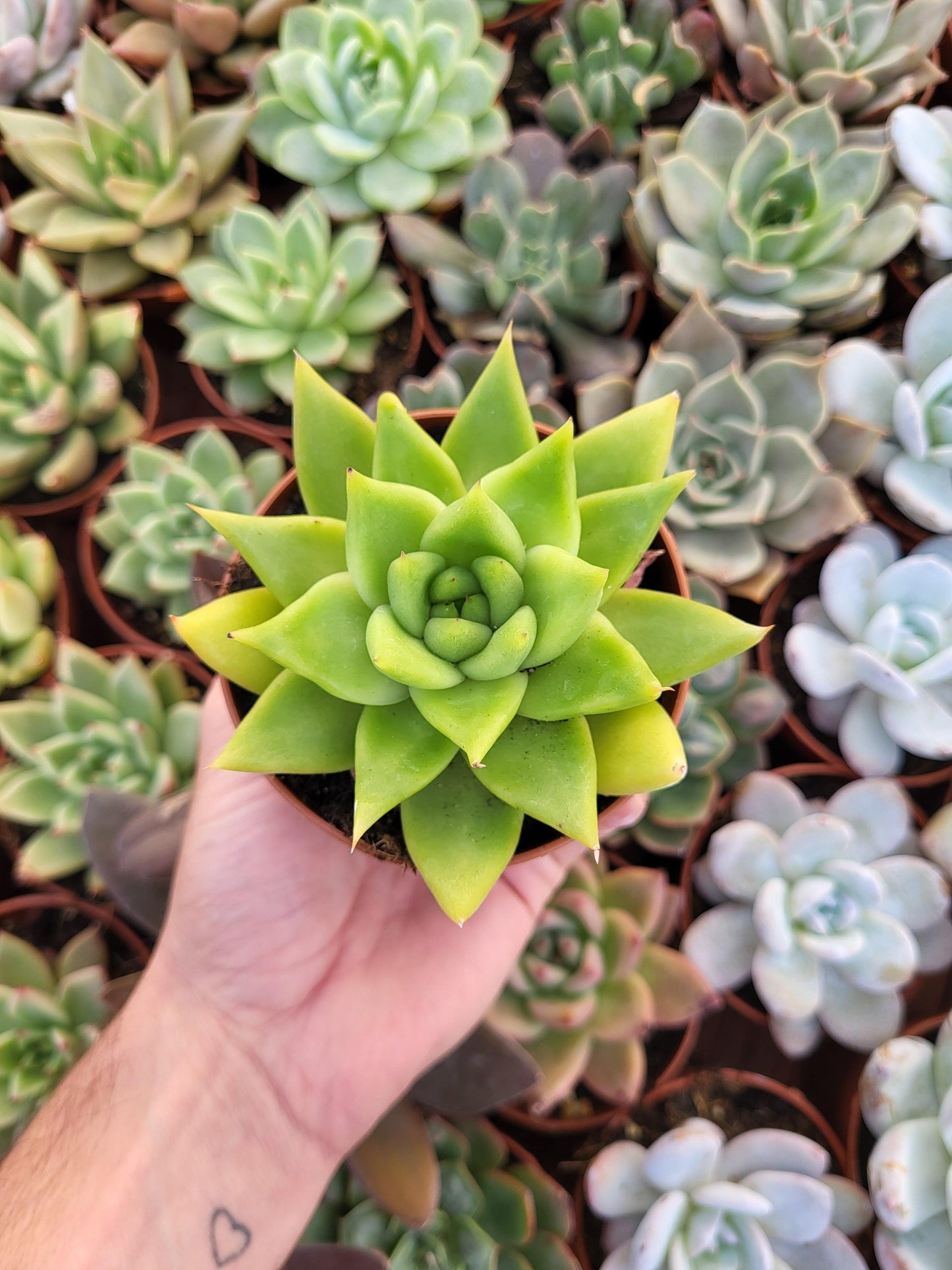 Echeveria agavoides, Contepec - Succulovers