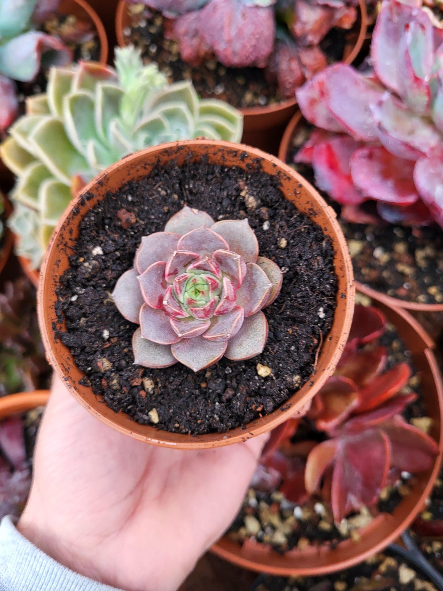 Echeveria "Roman" Korean - Succulovers