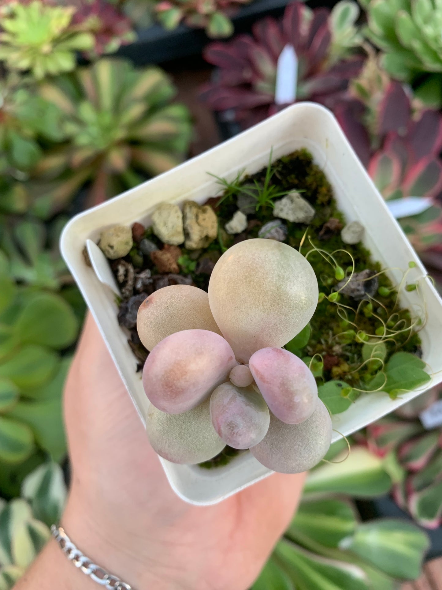 Graptopetalum amethystinum variegata