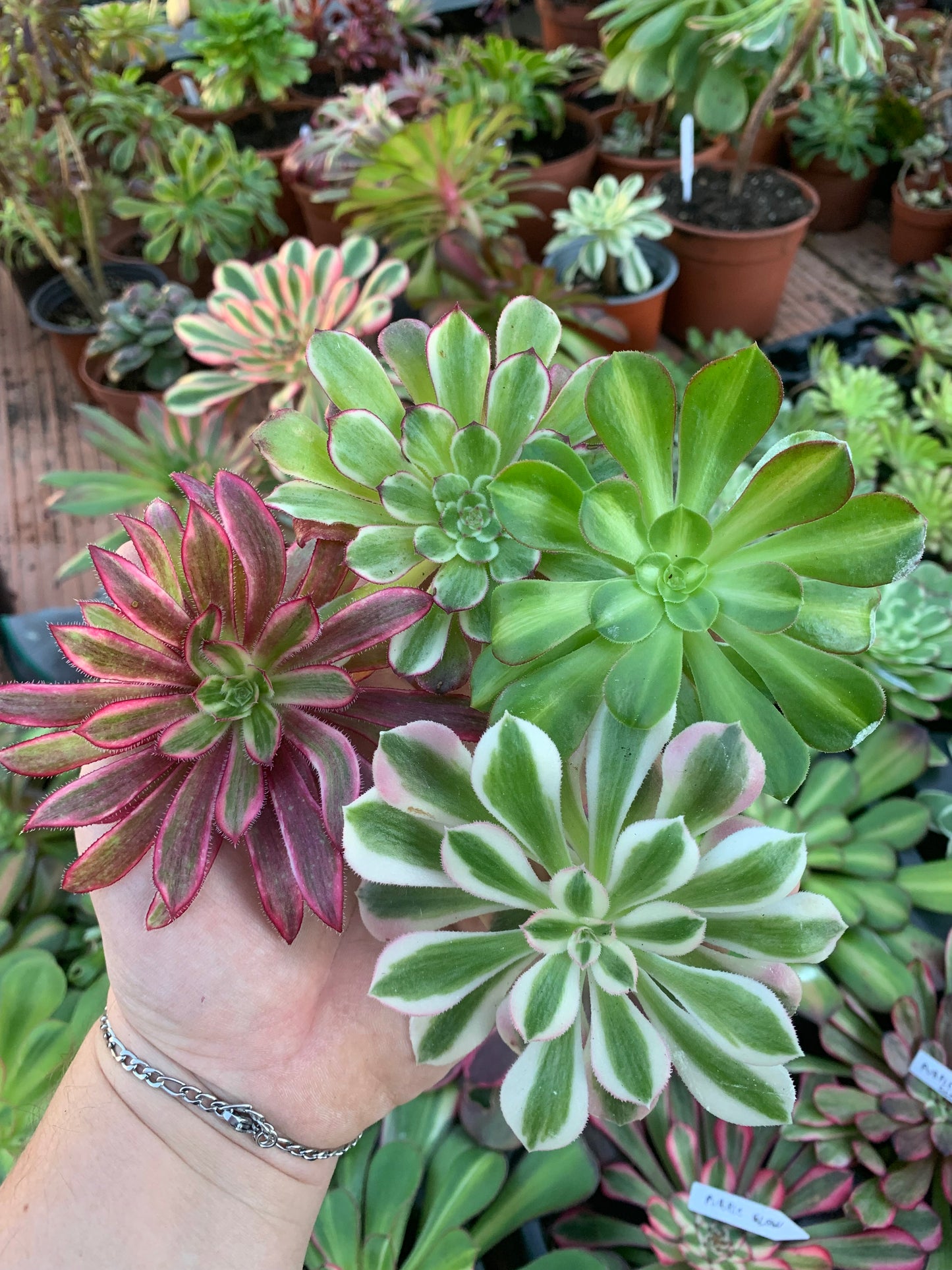 Pack 8 Aeoniums variegados Cutting