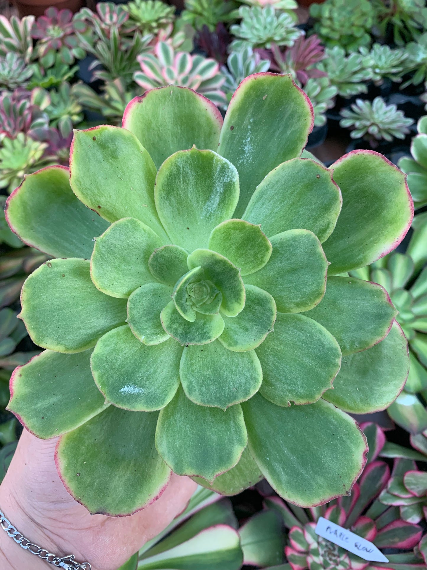 Aeonium "Orion" variegado Cutting