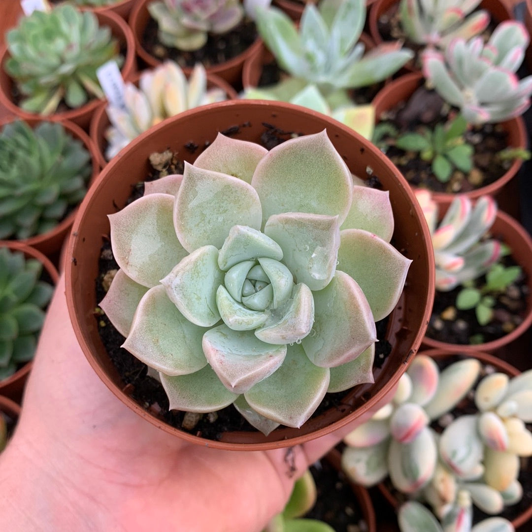 Echeveria "Pink spot"