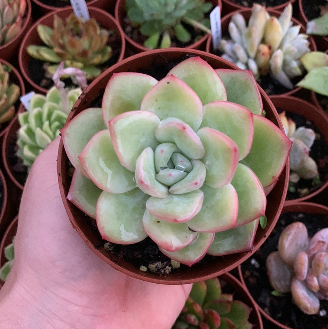 Echeveria "amabeier"