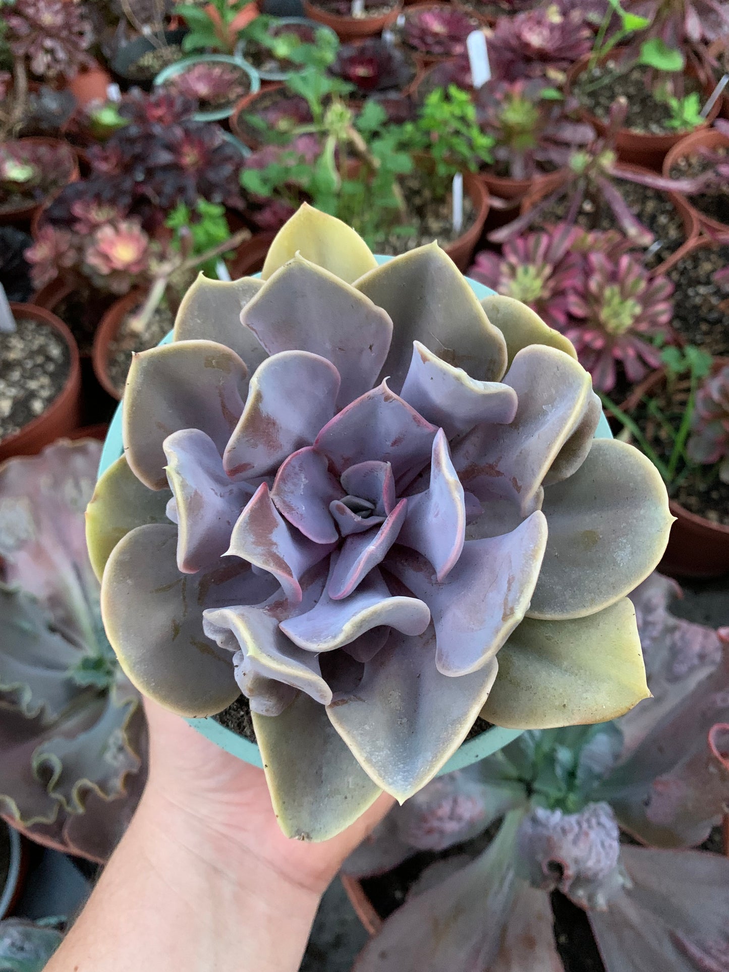 Echeveria "Valkyrie Trumpet"