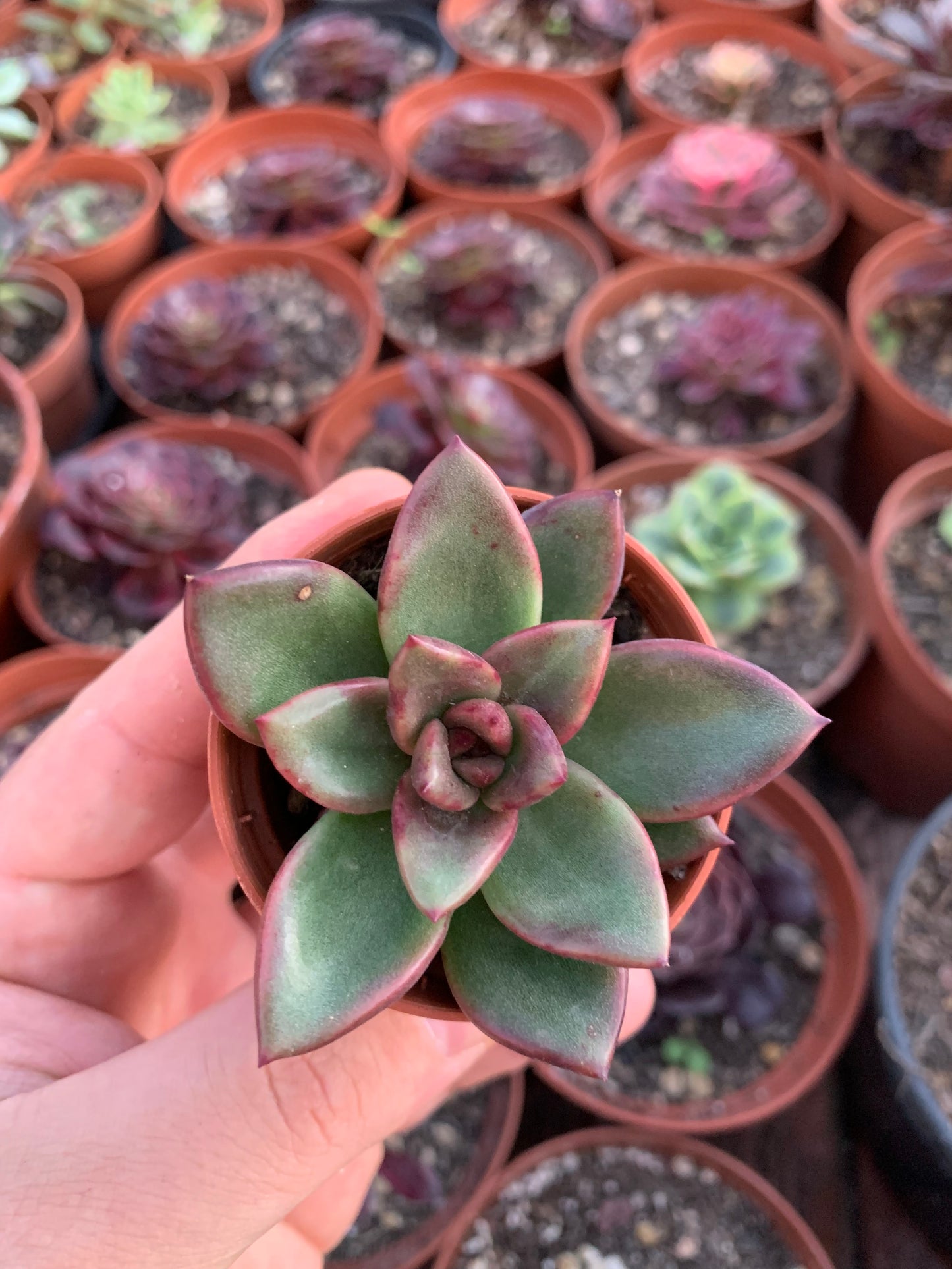 Echeveria "Pine Rose" Korean