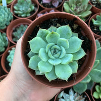 Echeveria „Silhouette“ Koreanisch von Chang Won Farm