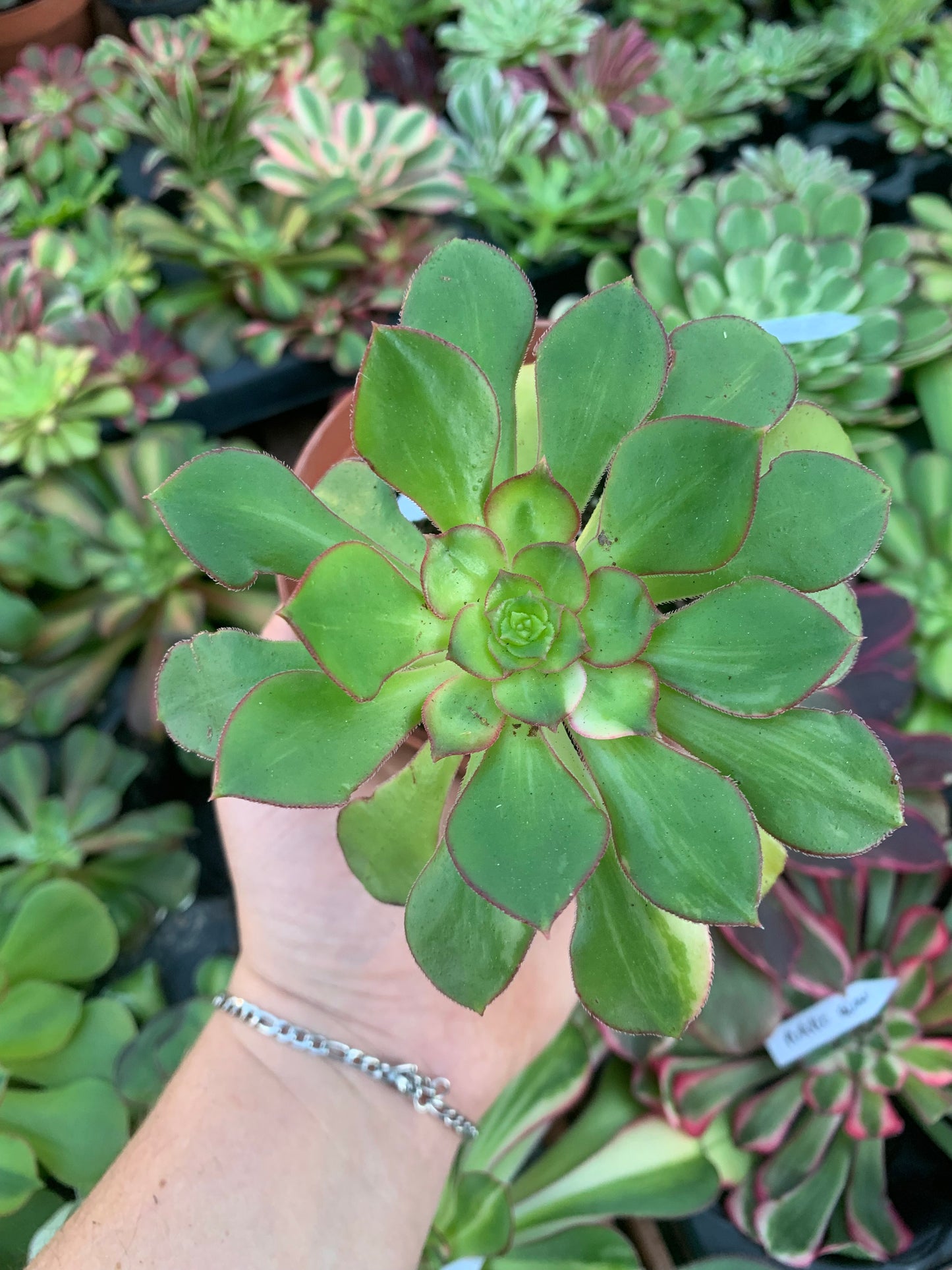 Aeonium "Red Edge" variegado