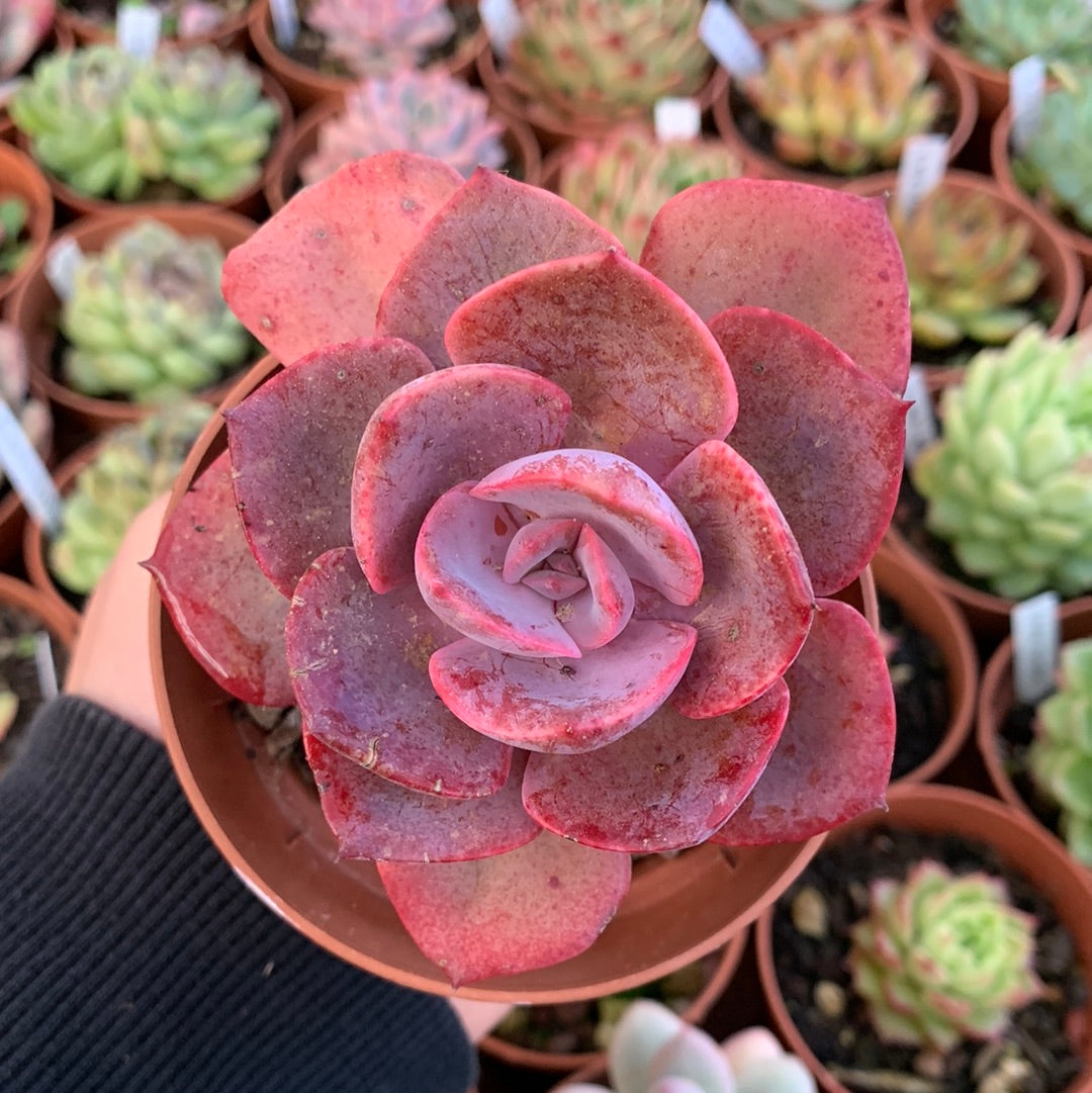 Echeveria "Dusty Rose" by Renee O'Connell