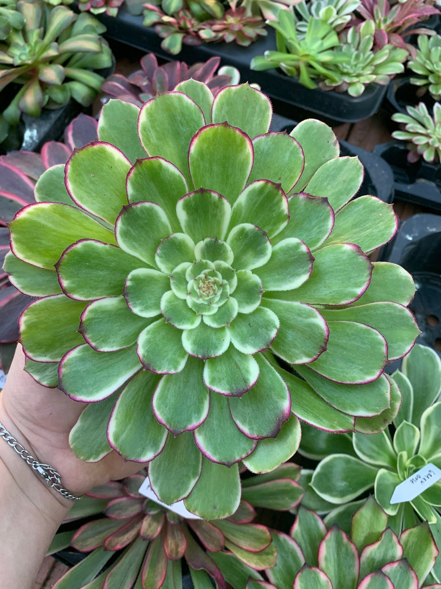 Aeonium "Fendai" variegado Cutting