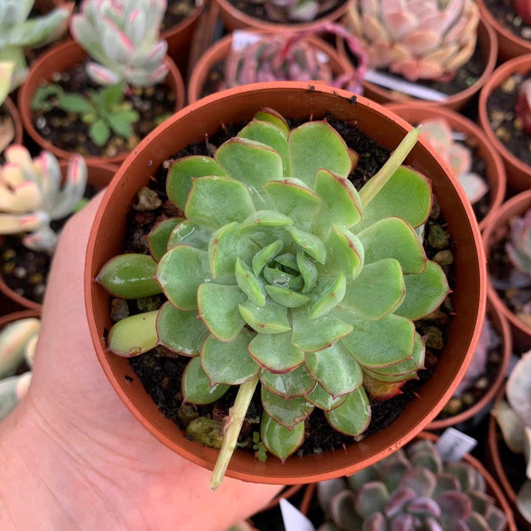 Echeveria "Black Rose"