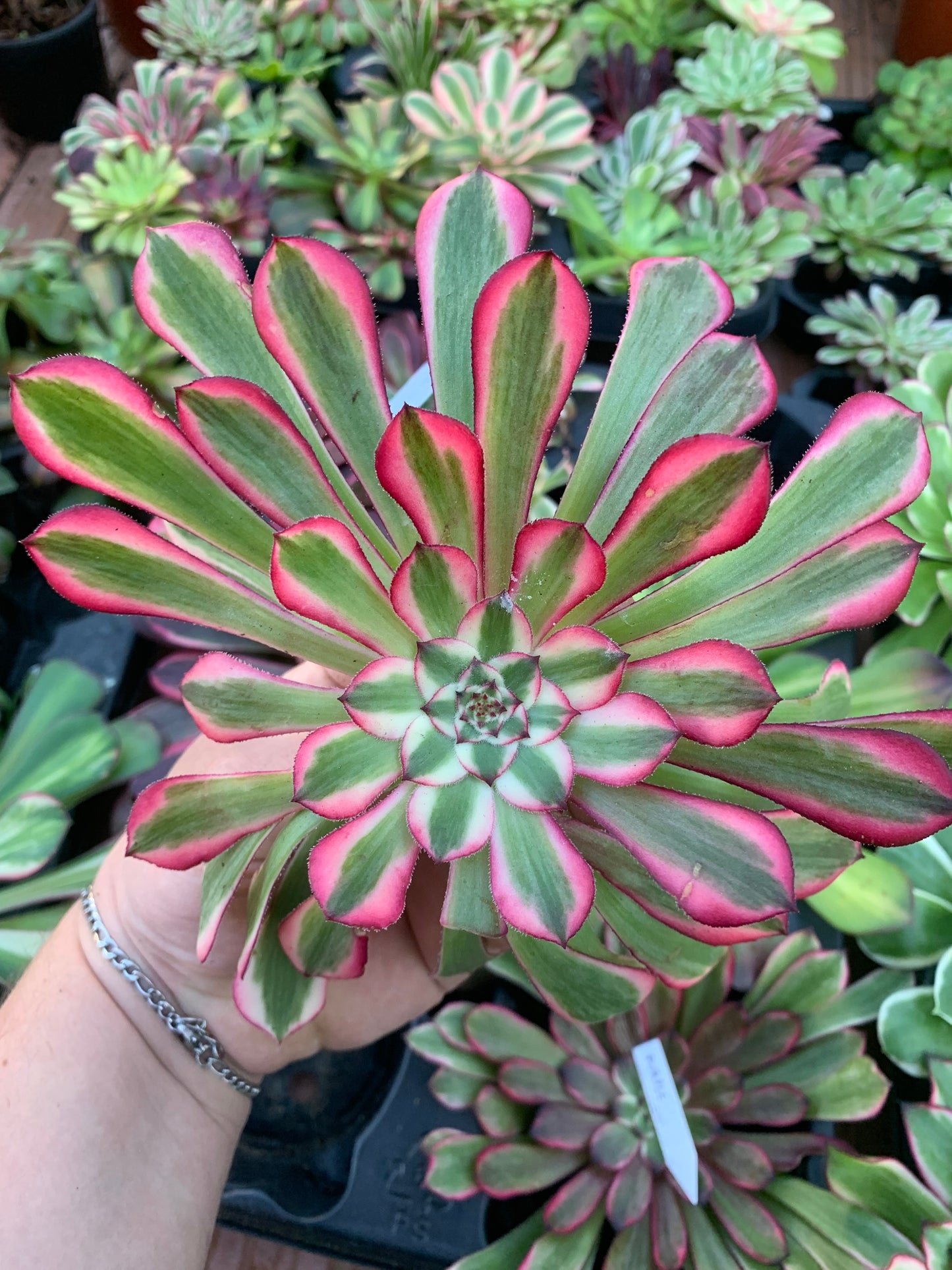 Aeonium "Purple Glow" variegado Cutting