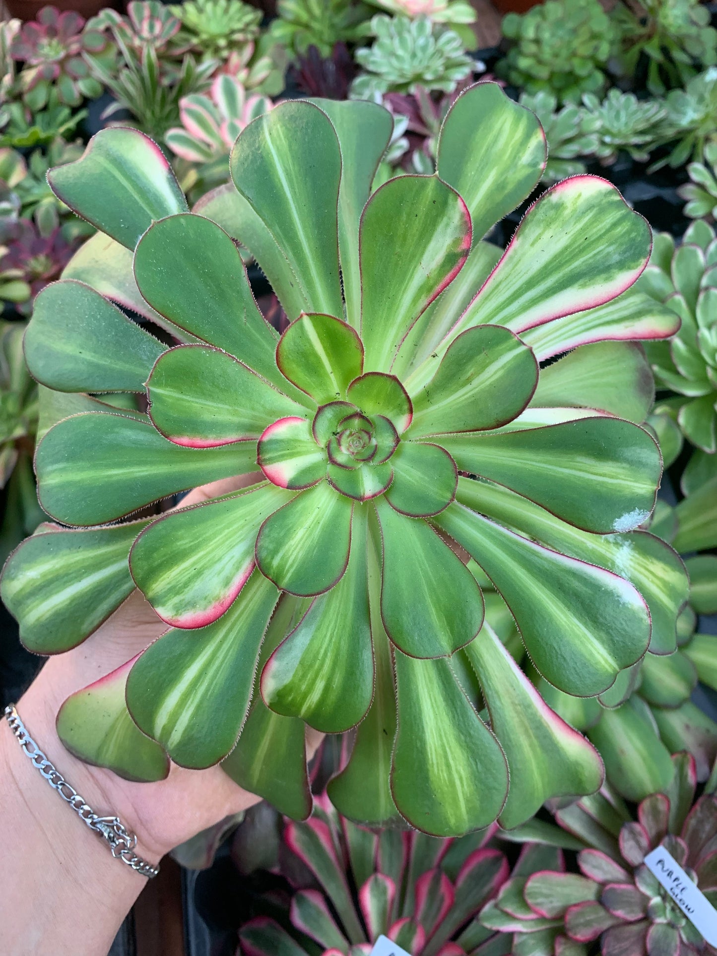 Aeonium "Chanel" middle variegado Cutting