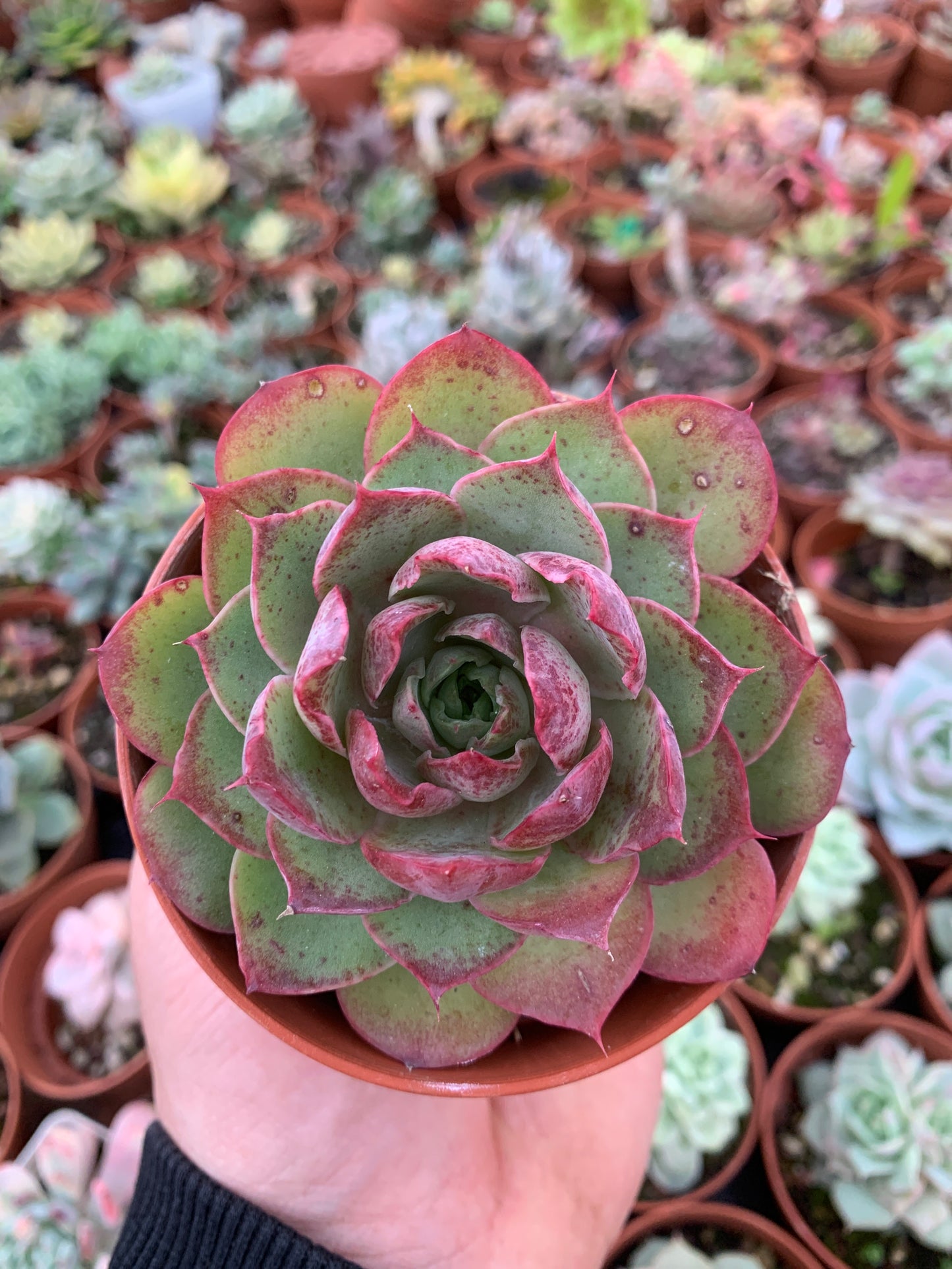 Echeveria "Magenta"