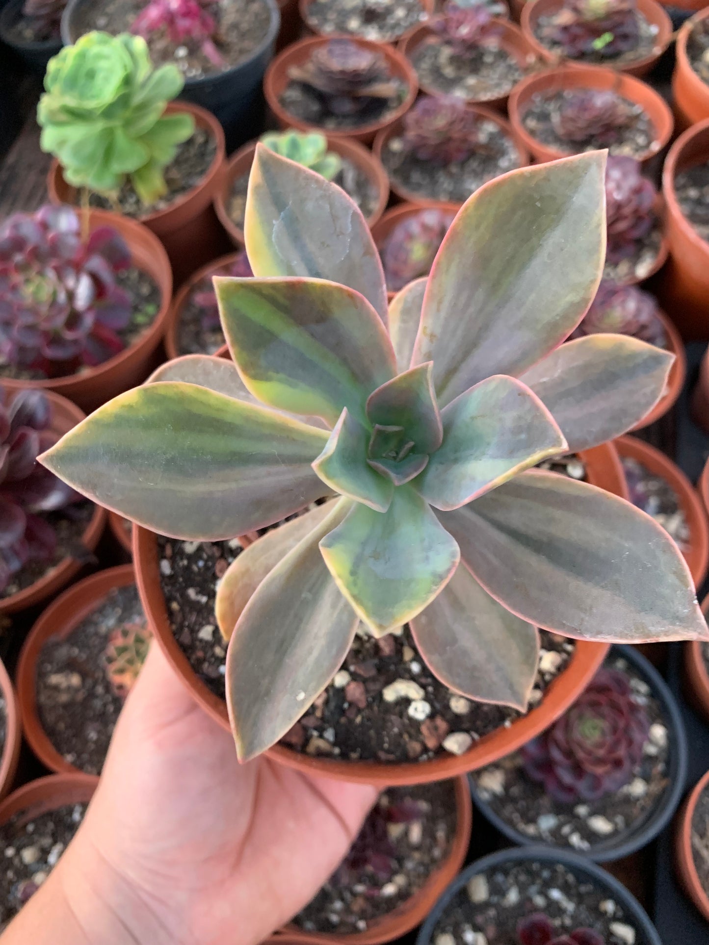 Echeveria "Metallica" variegada