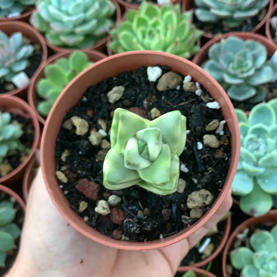 Crassula "Moonglow" variegada Korean