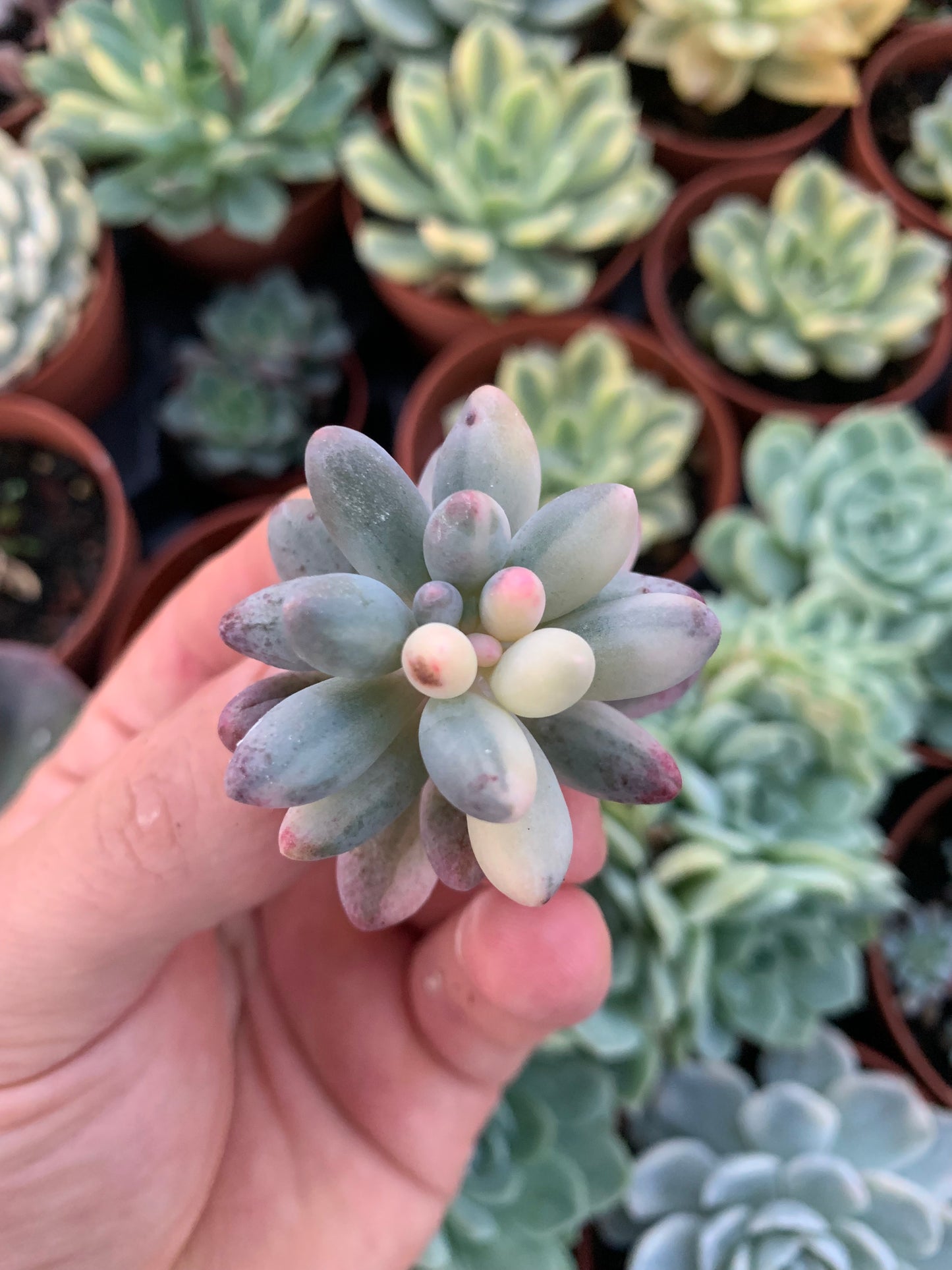 Pachyphytum rzedowskii variegado