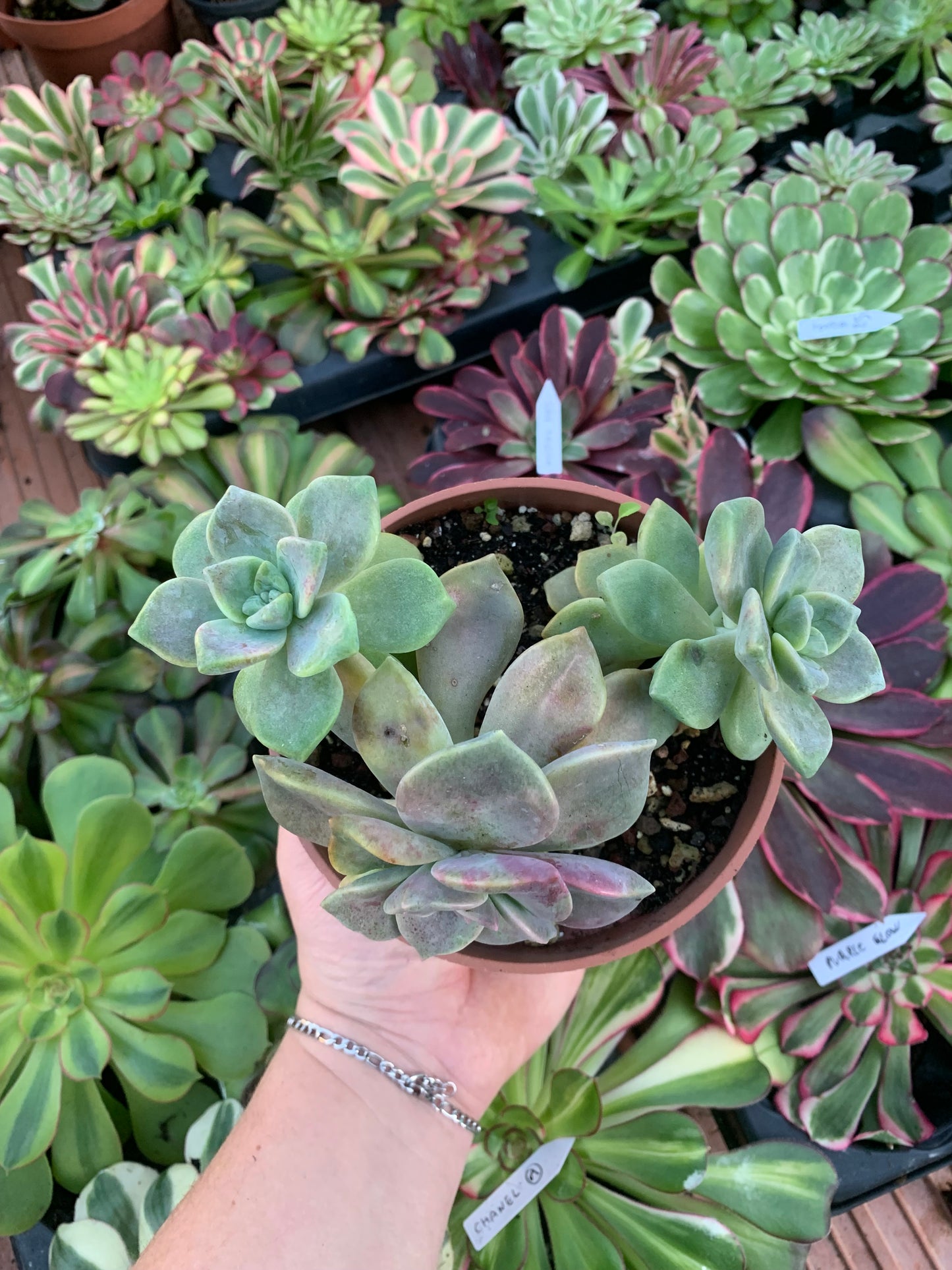 Graptopetalum "Snow White" y Graptosedum Nuit blanche