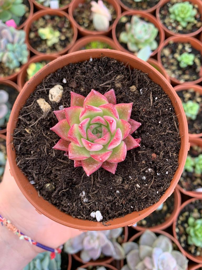 Echeveria "Ruby Heart" (E. agavoides romeo rubin x E. "Heart Choice") Korean by ChangHee - Succulovers