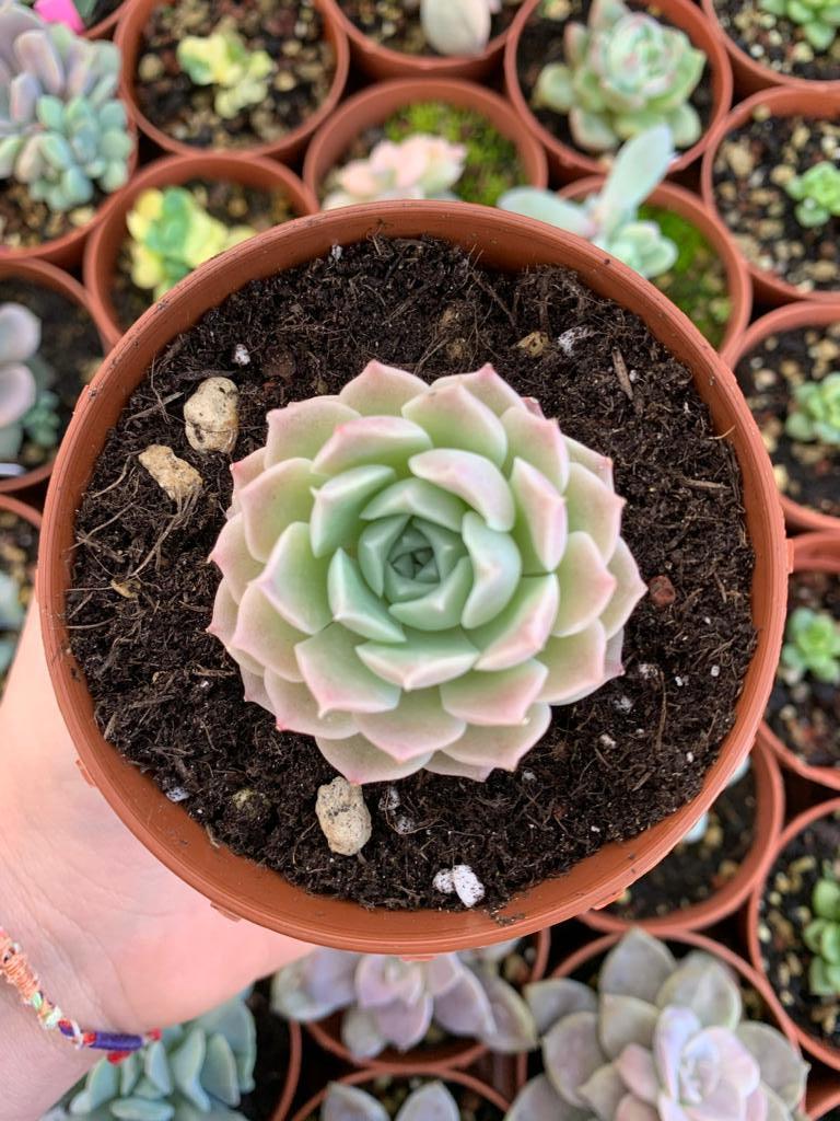 Echeveria "Sweet Rose" (E. hyalina x E. lau026) Korean by ChangHee - Succulovers