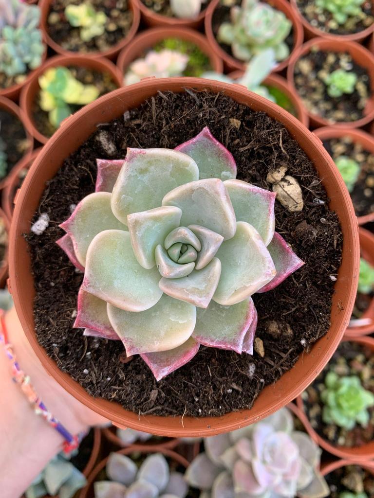 Graptoveria "Dragon Fire" (G. parayuayense x E. sarahime) Korean by ChangHee - Succulovers