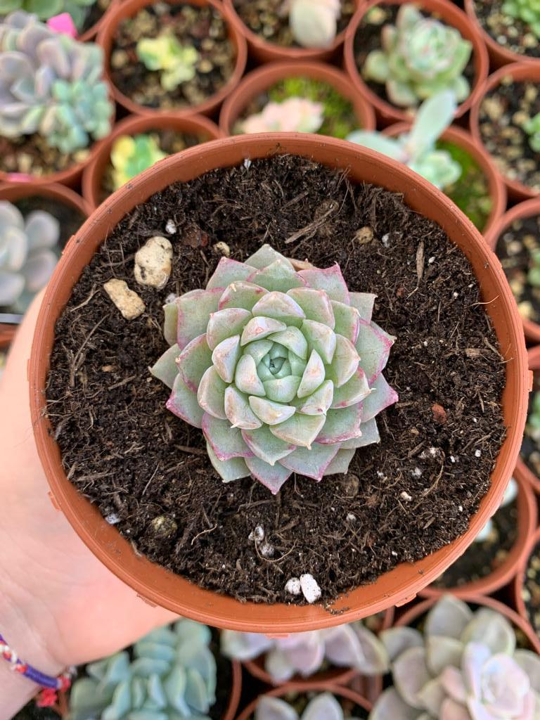 Echeveria "Heart Lina" (E. "Heart Choice" x E. hyalina) Korean by ChangHee - Succulovers