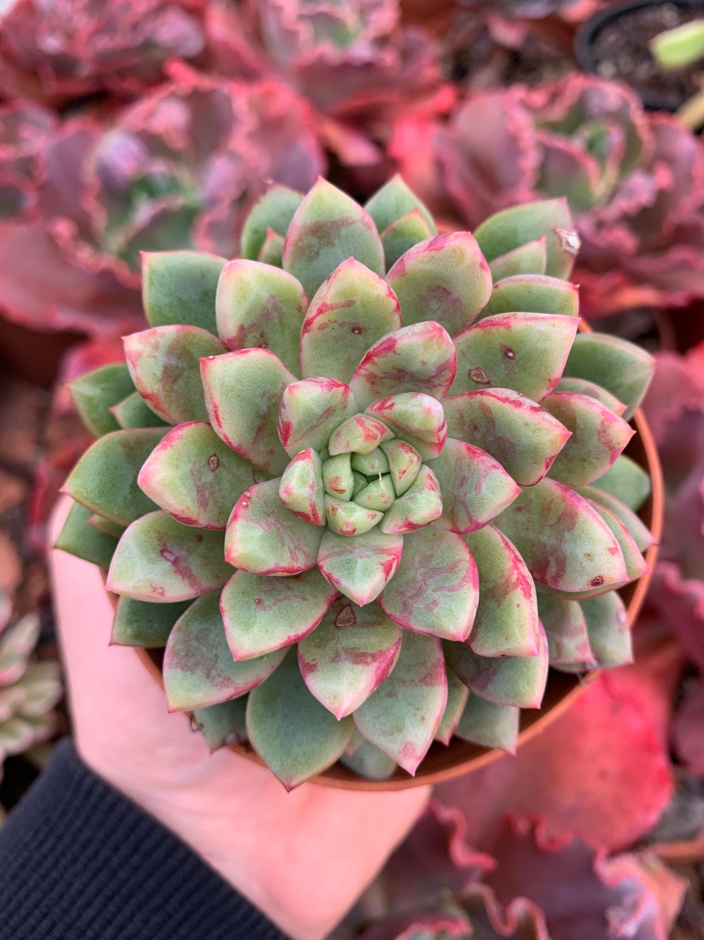 Echeveria "Echo"