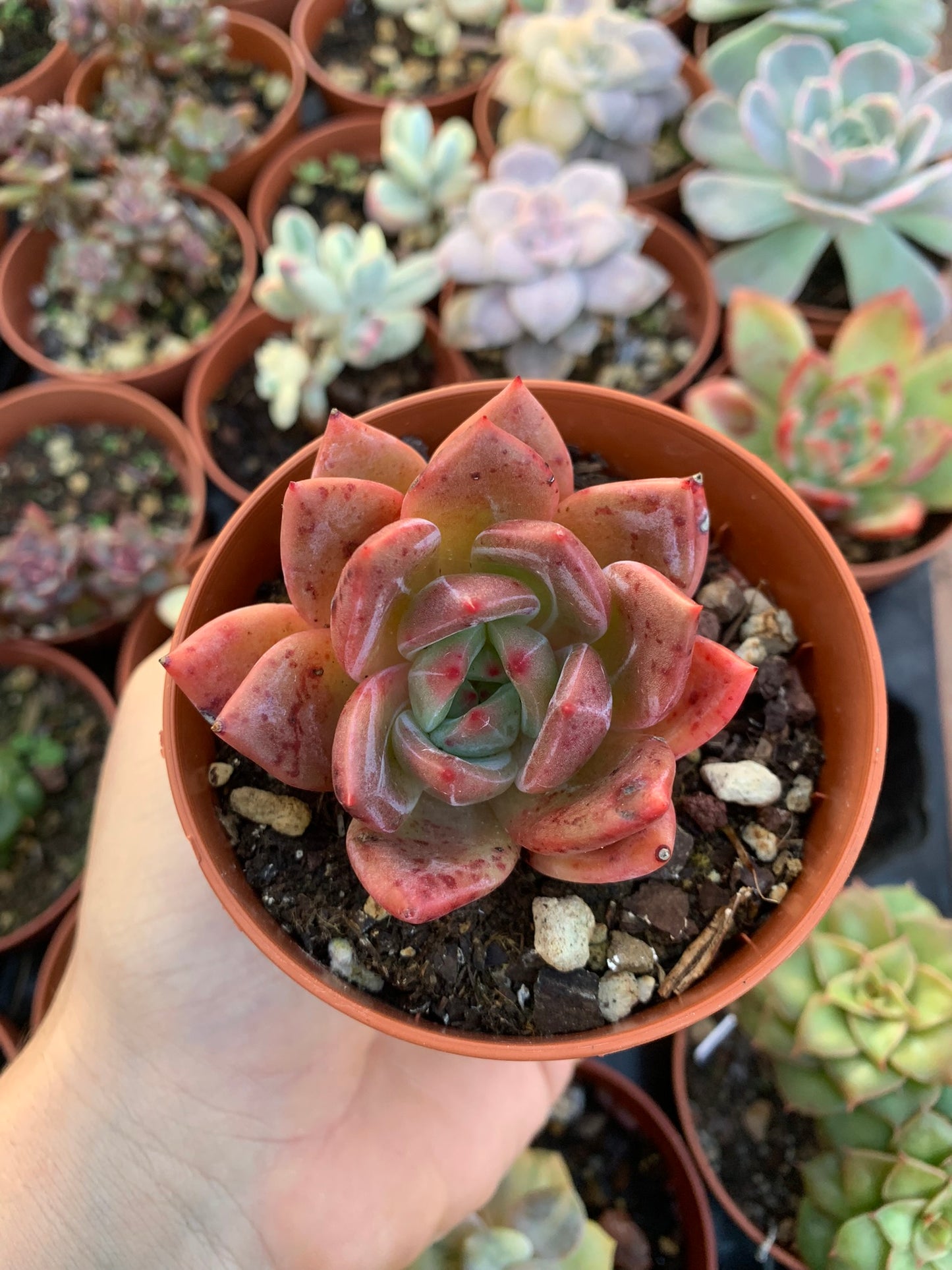 Echeveria "champagne" Korean