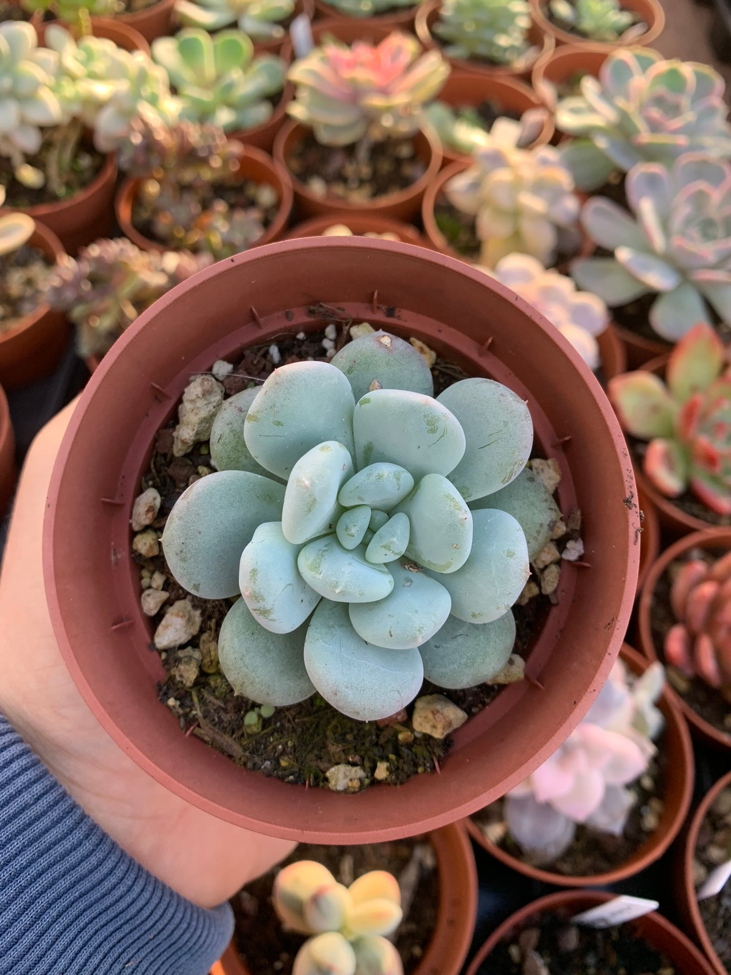 Echeveria "Yomiyomi" Korean