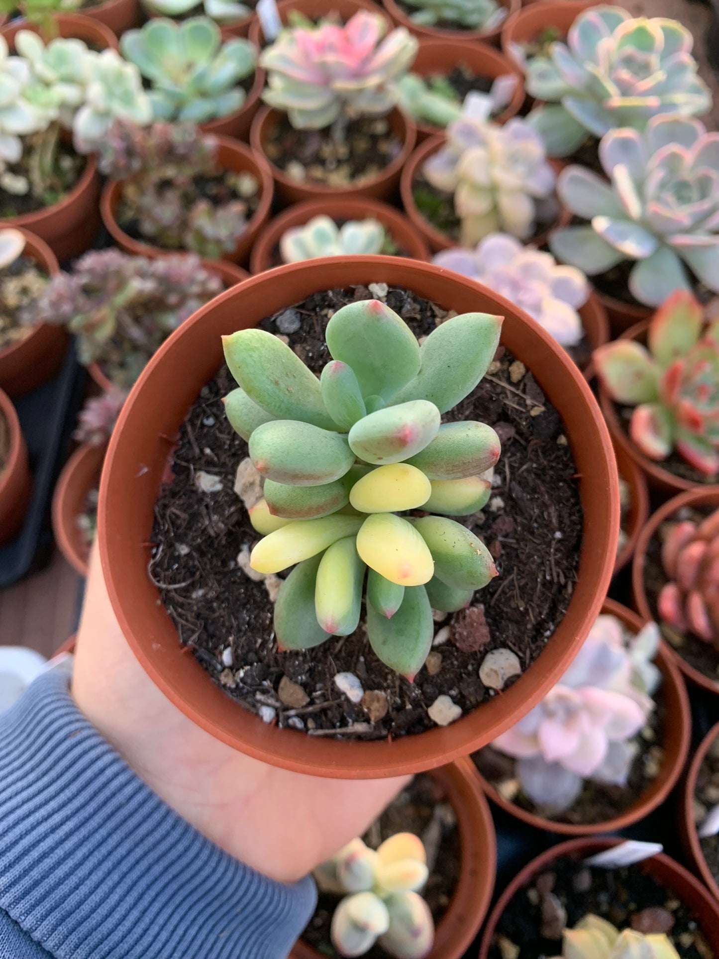 Pachyveria "Dr Cornelius" variegada Korean
