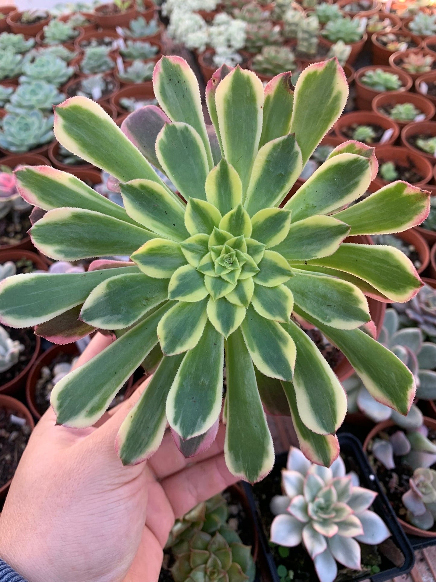 Aeonium "Sunrise" variegado