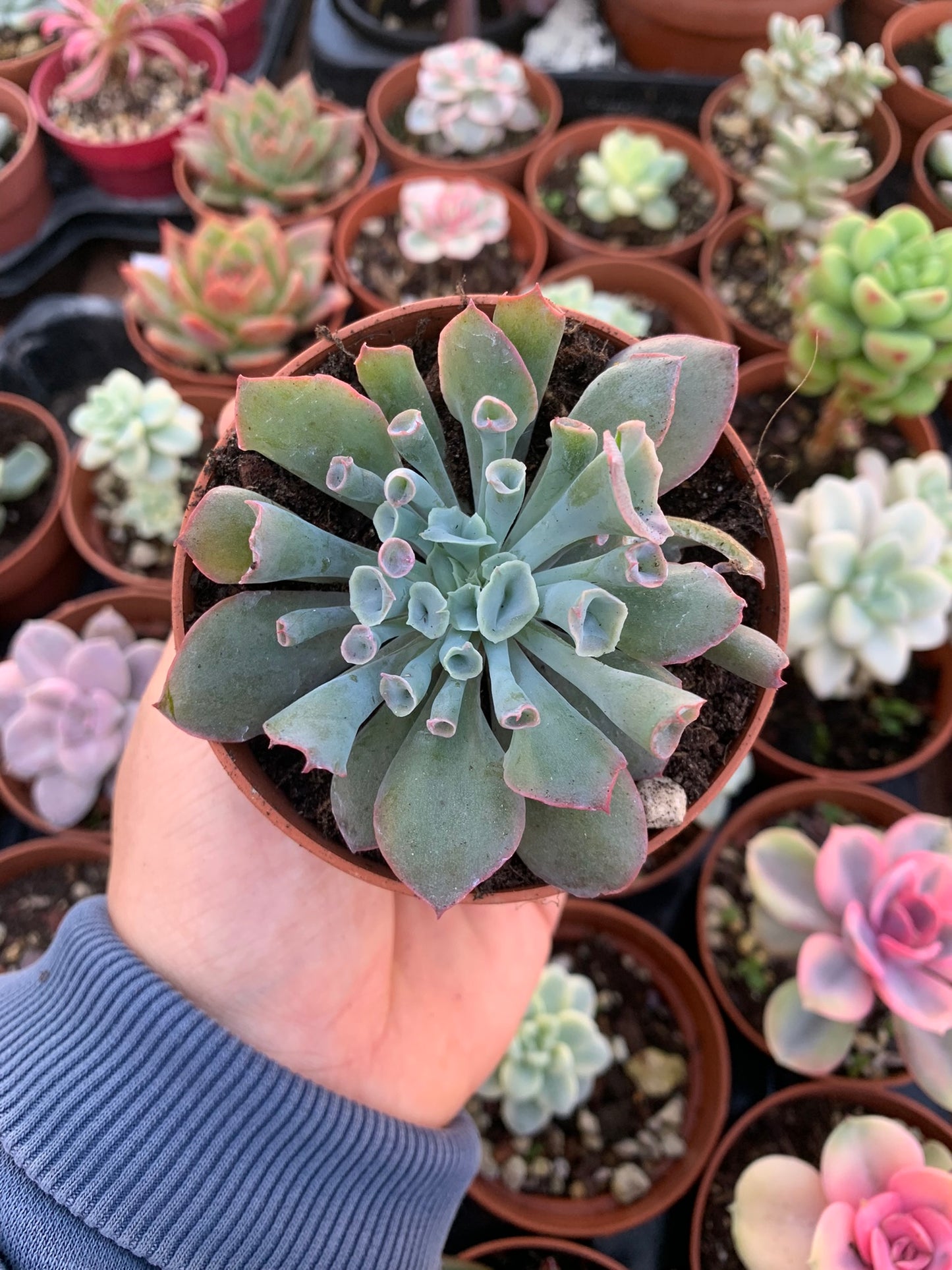 Echeveria "pink trumphet"
