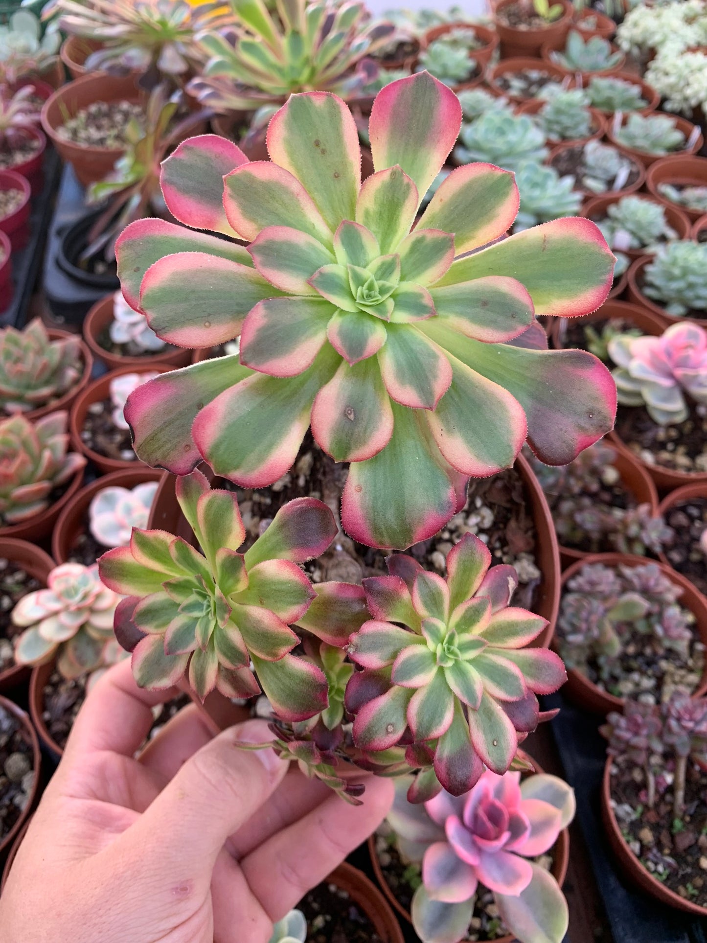 Aeonium "cornish rose" cv anna variegado