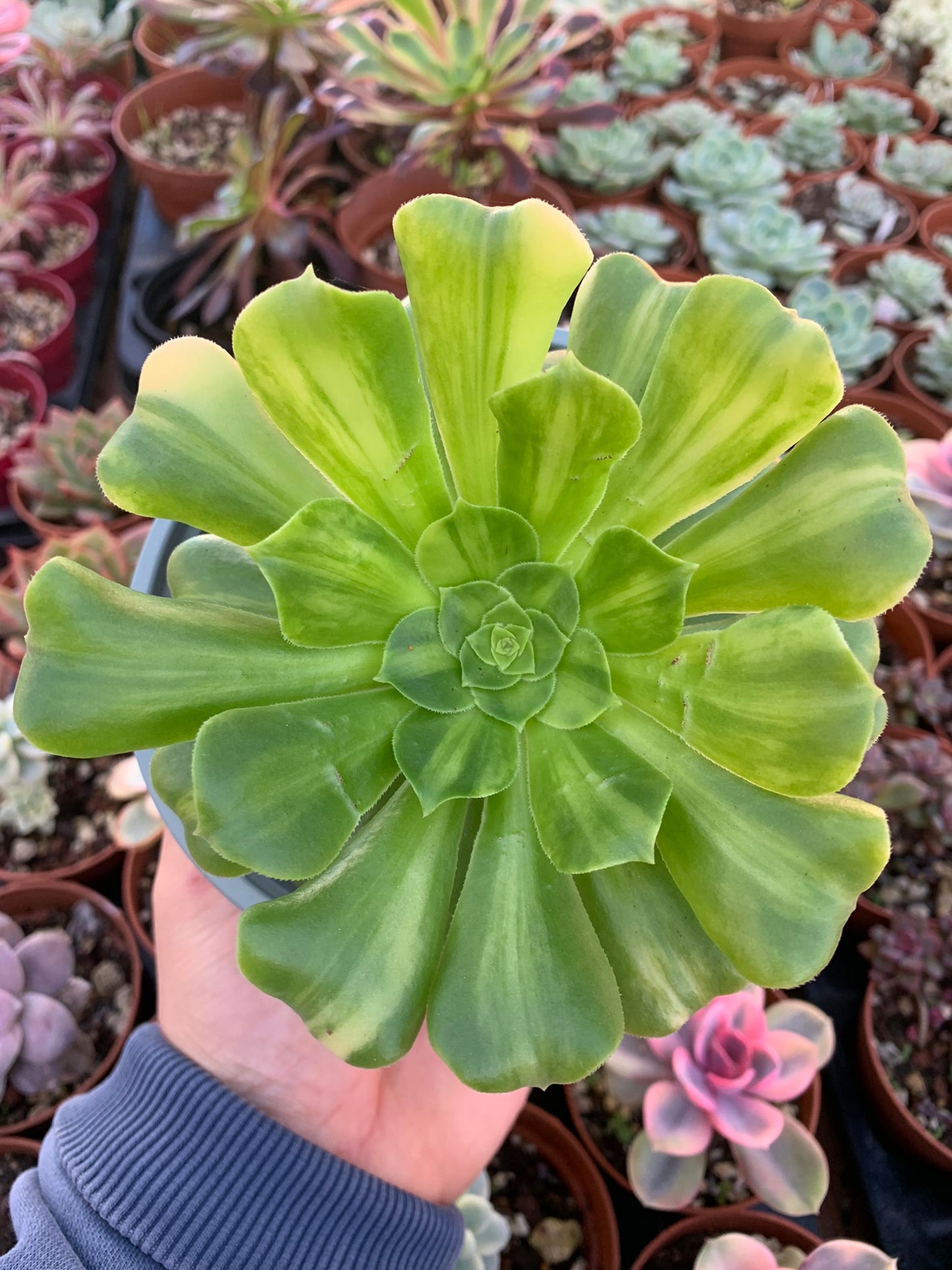 Aeonium "Sunkiss" variegado