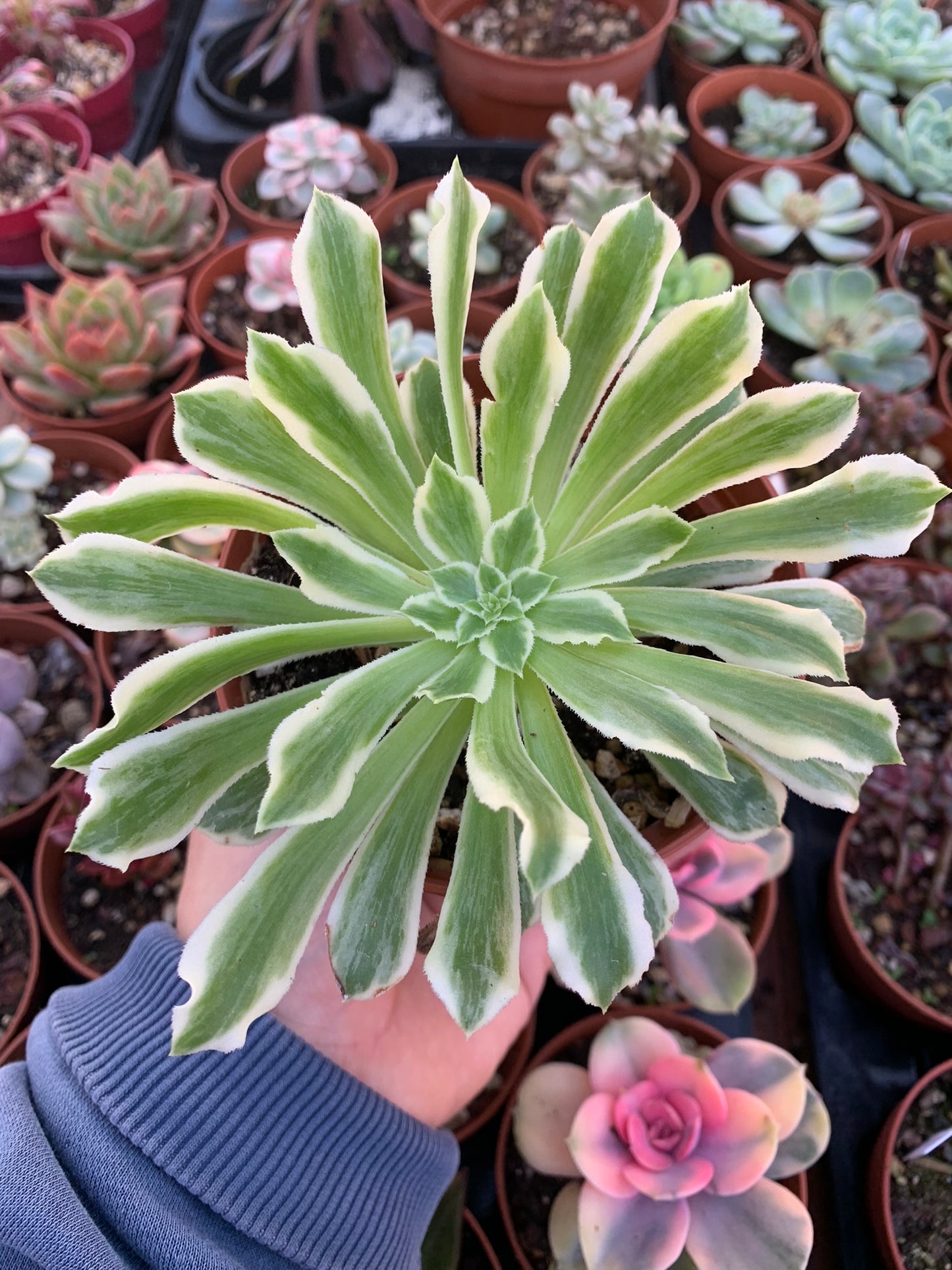 Aeonium "Green Wave" variegado