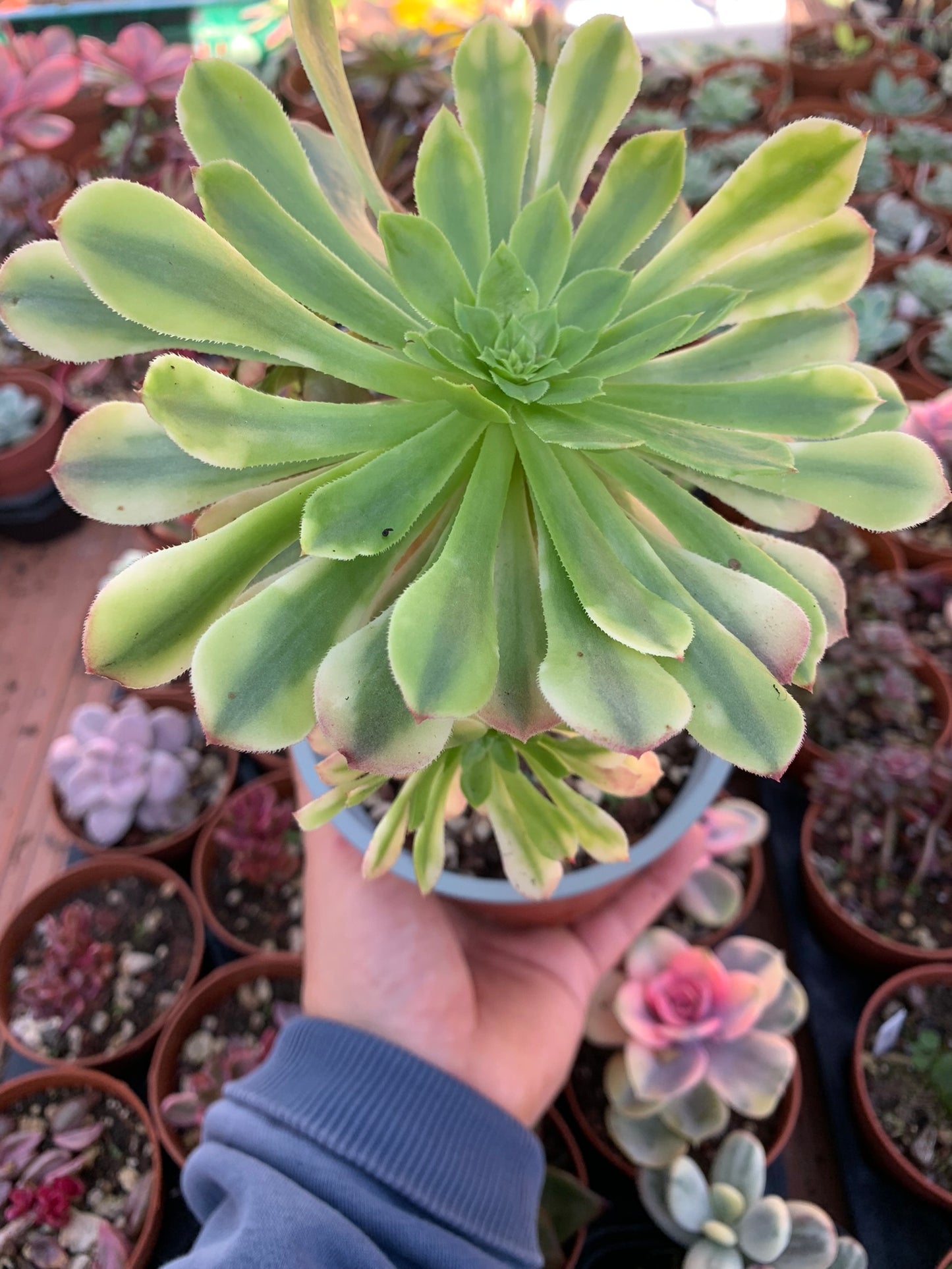 Aeonium "Fiesta" variegado