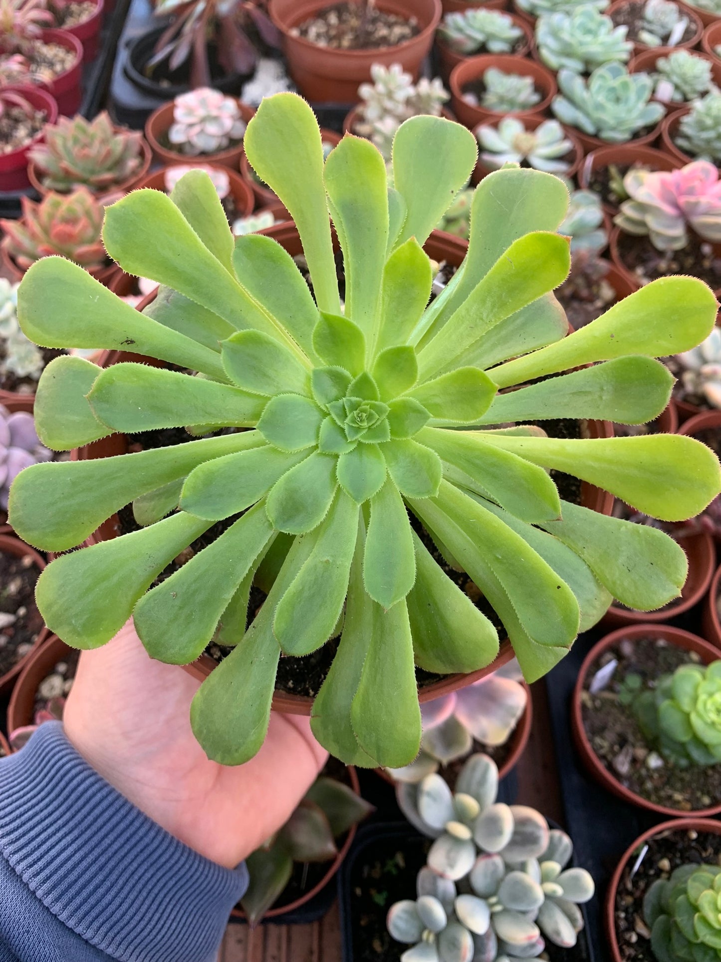Aeonium "Fiesta" variegado
