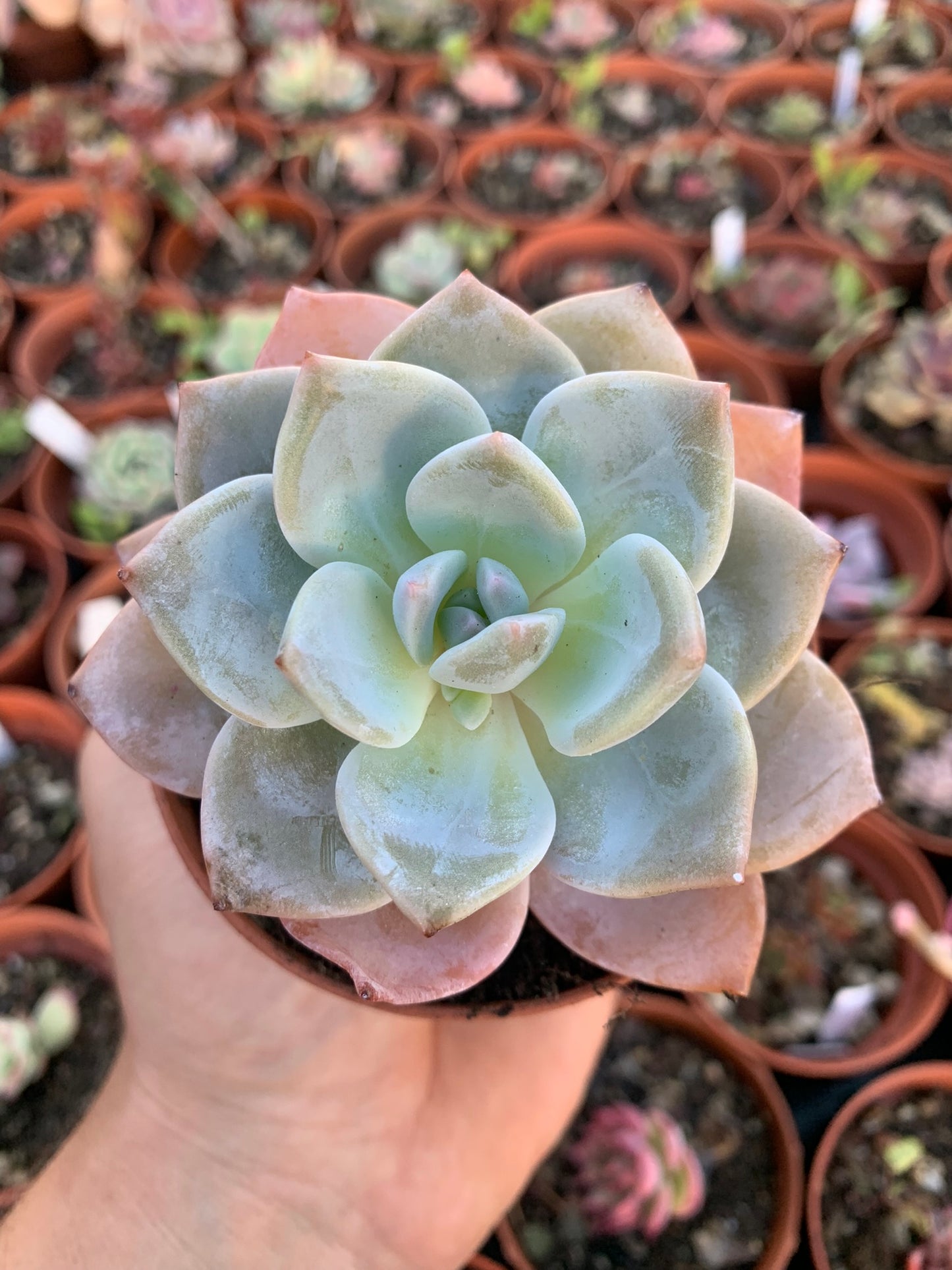 Echeveria "Black tea"