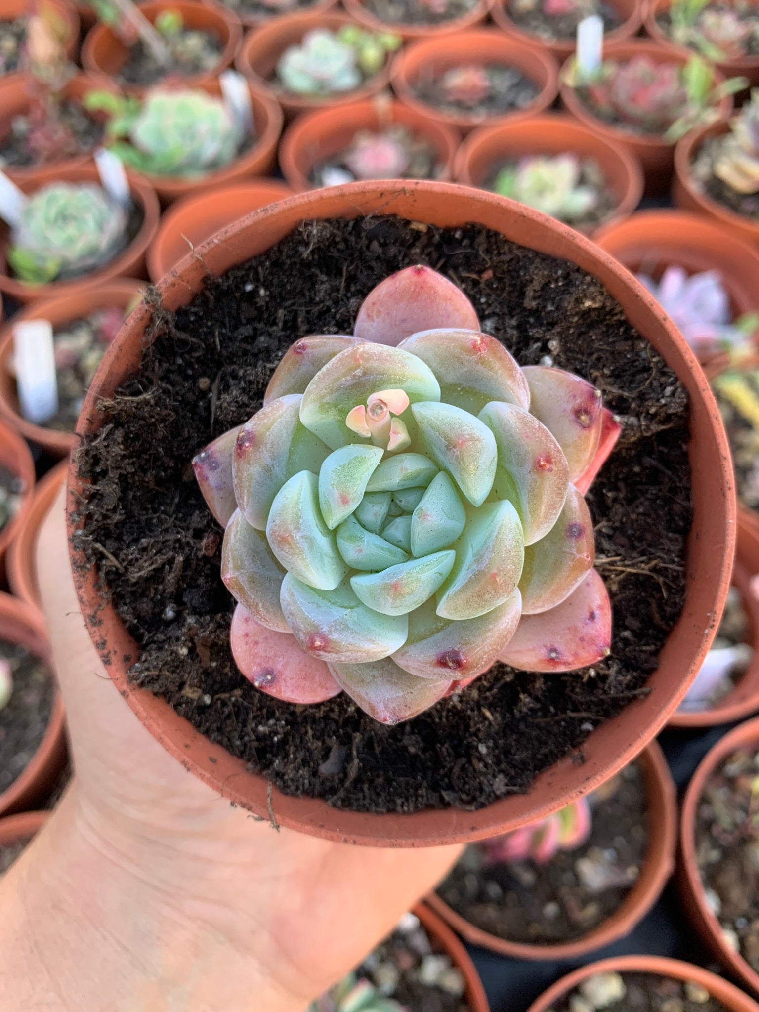 orange echeveria succulent Echeveria "Orange Monroe" – Succulovers